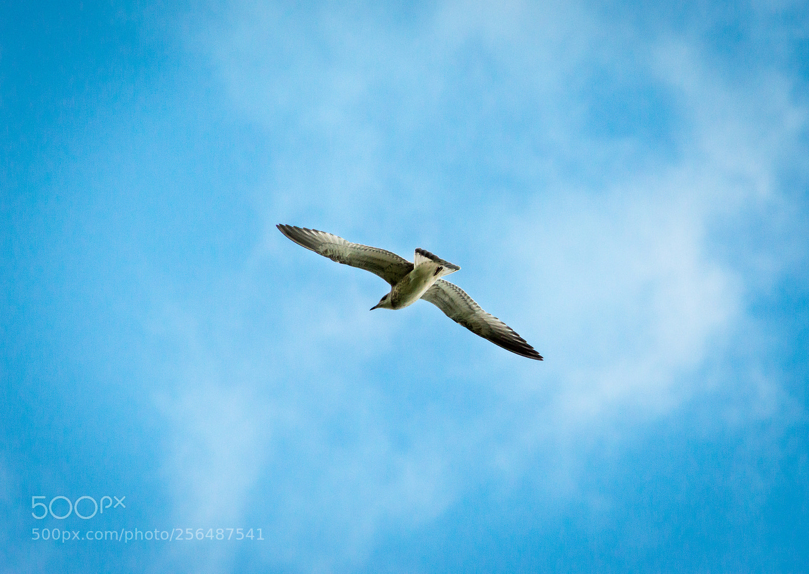 Nikon D3200 sample photo. Seagull photography