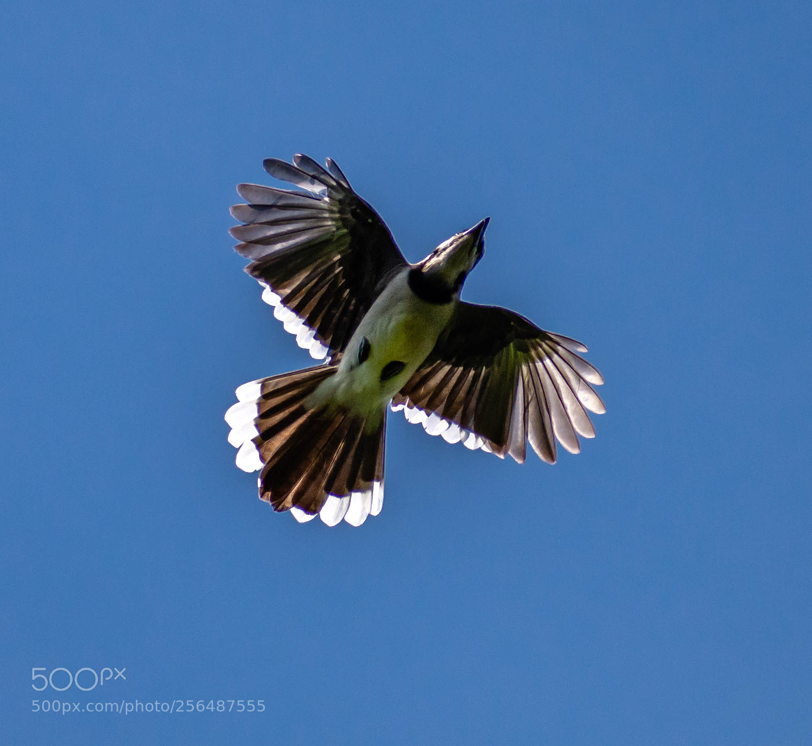 Nikon D7200 sample photo. Flying blue jay photography