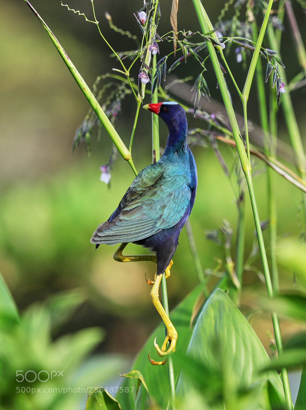Canon EOS-1D X Mark II sample photo. 05-04-18-0015966.jpg photography