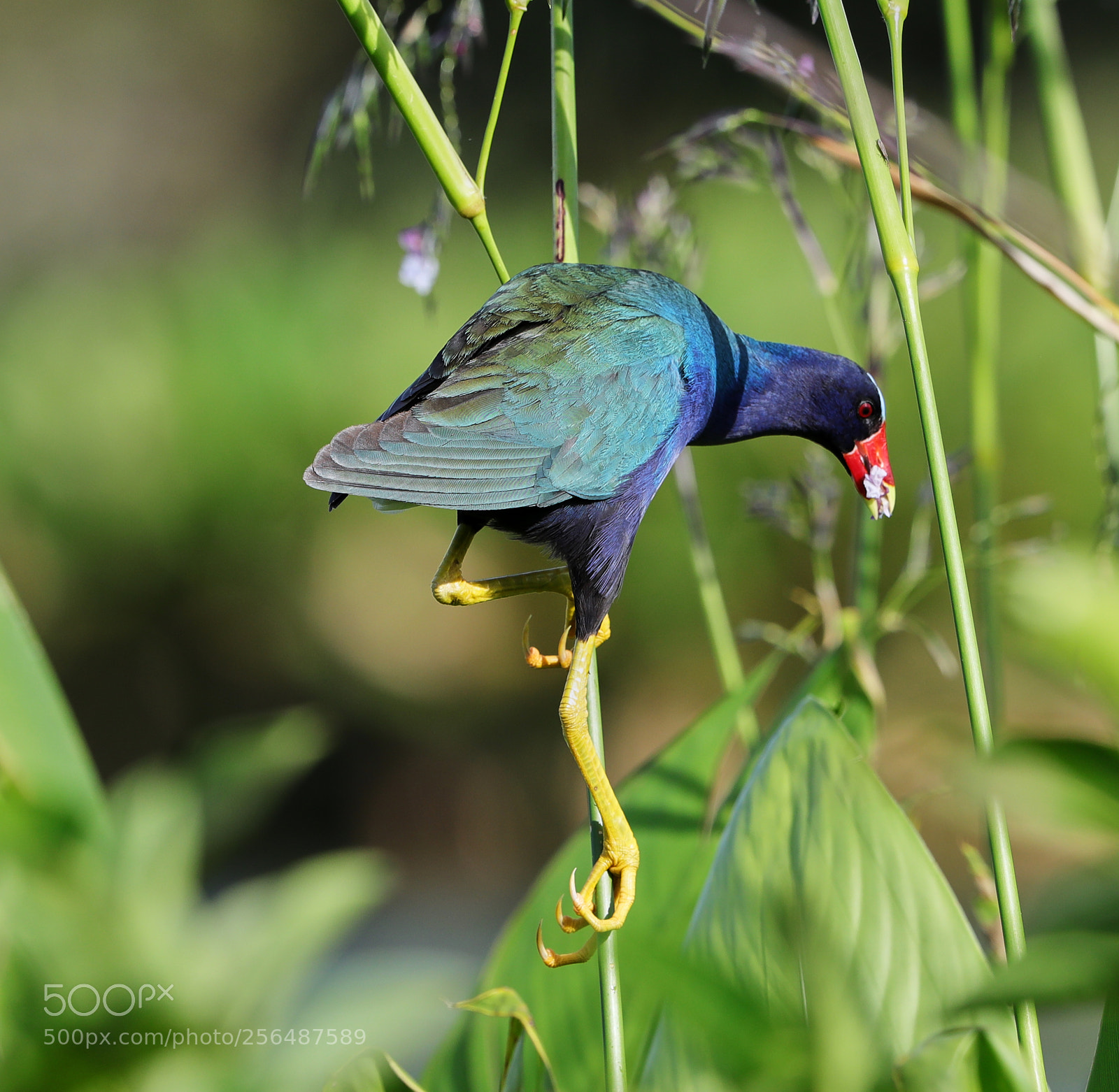 Canon EOS-1D X Mark II sample photo. 05-04-18-0015965.jpg photography