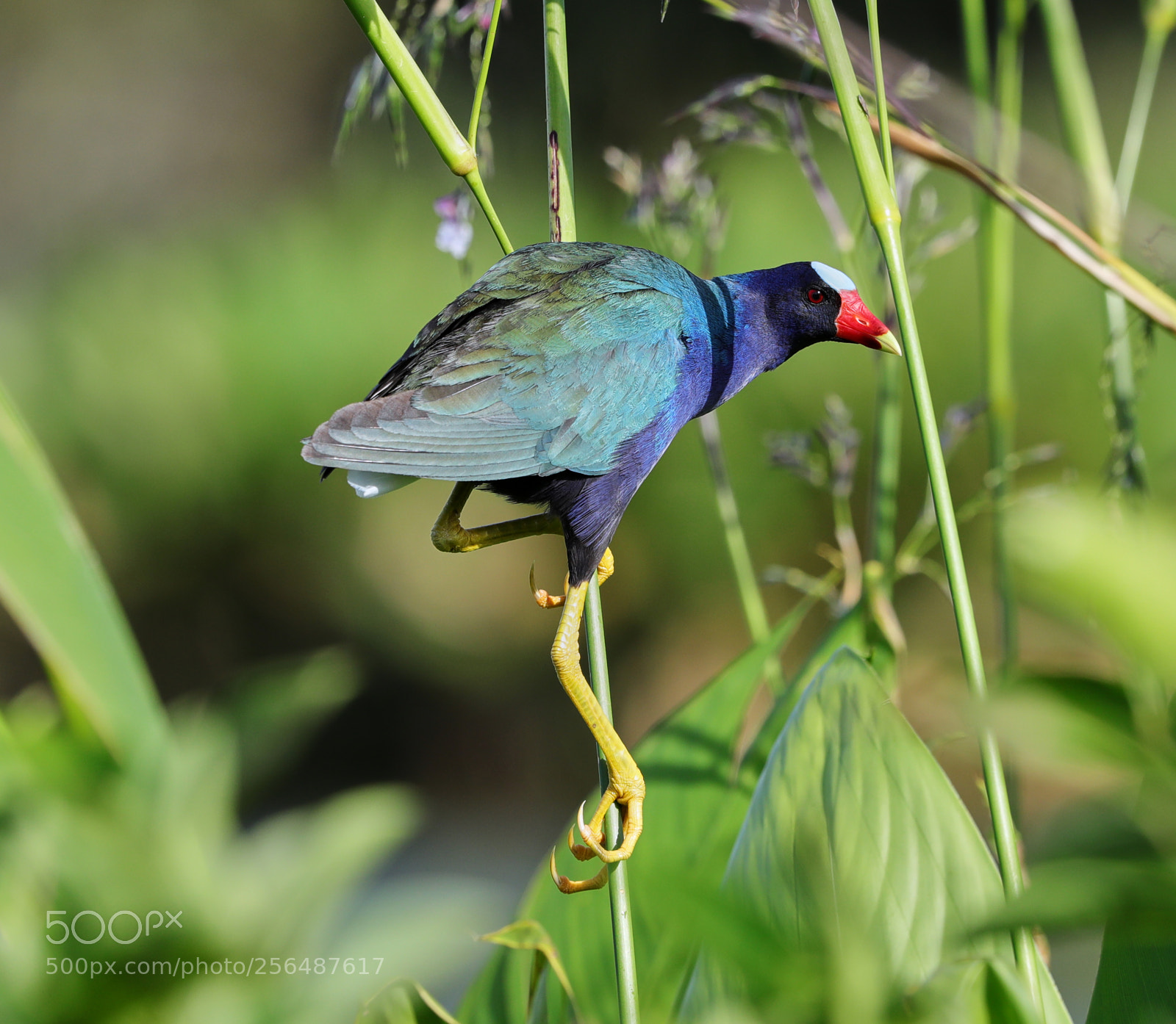 Canon EOS-1D X Mark II sample photo. 05-04-18-0015963.jpg photography