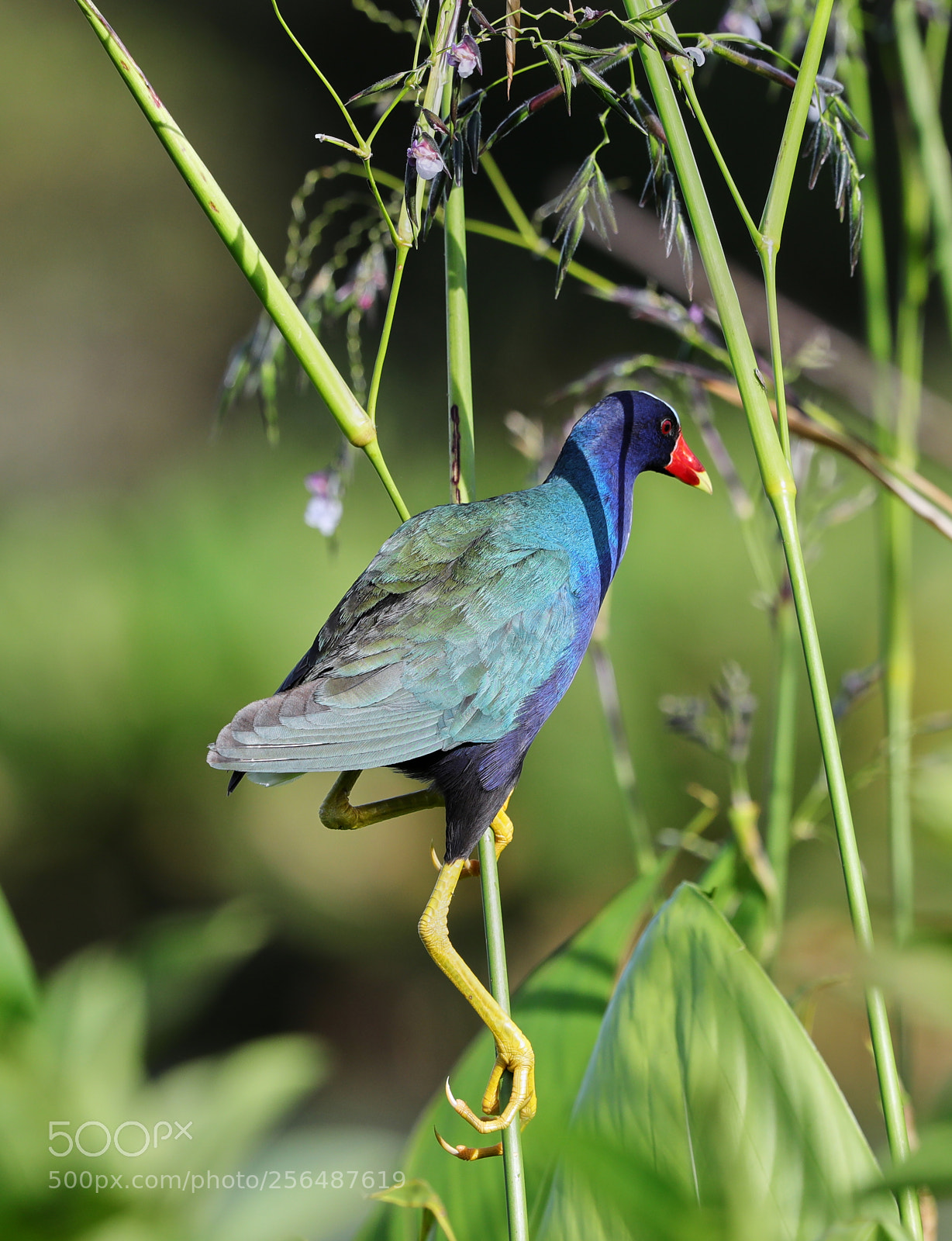 Canon EOS-1D X Mark II sample photo. 05-04-18-0015961.jpg photography