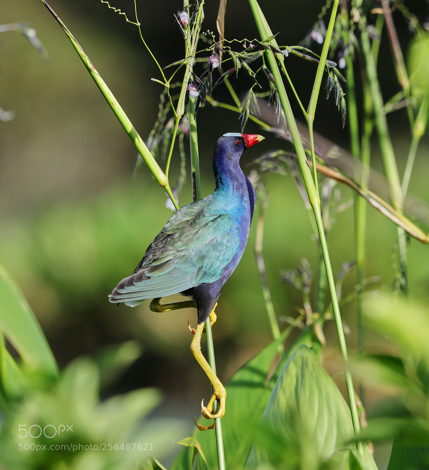 Canon EOS-1D X Mark II sample photo. 05-04-18-0015962.jpg photography