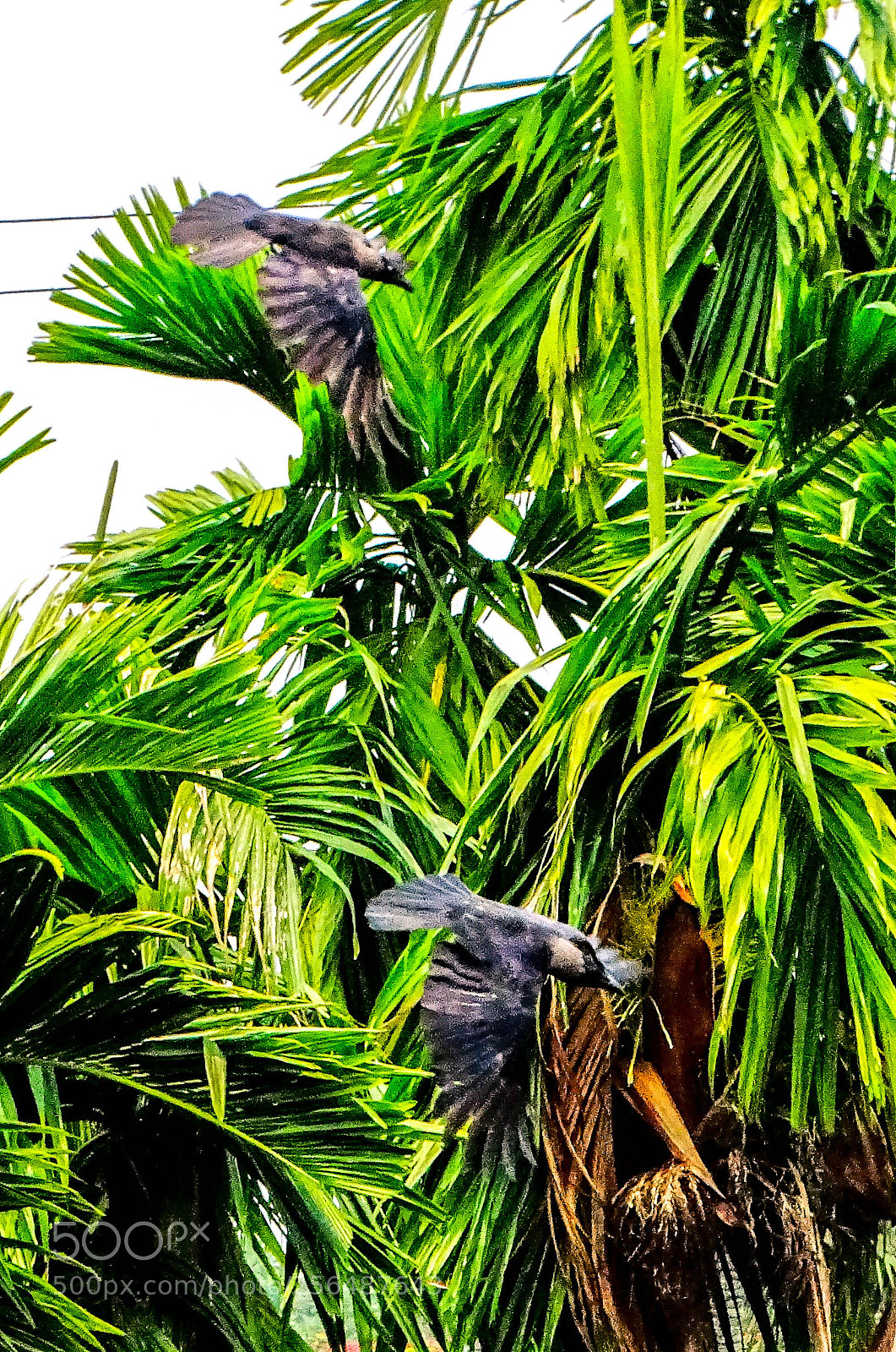 Sony Cyber-shot DSC-HX400V sample photo. Dive bombers photography