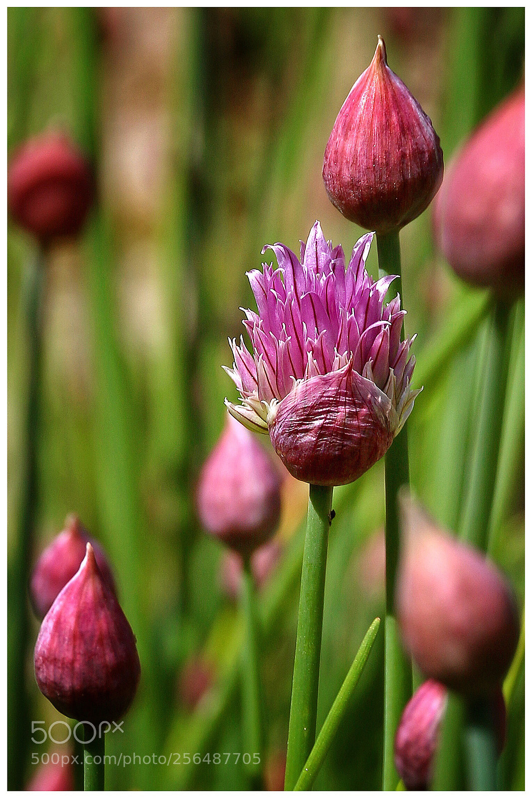 Canon EOS 70D sample photo. Untitled photography