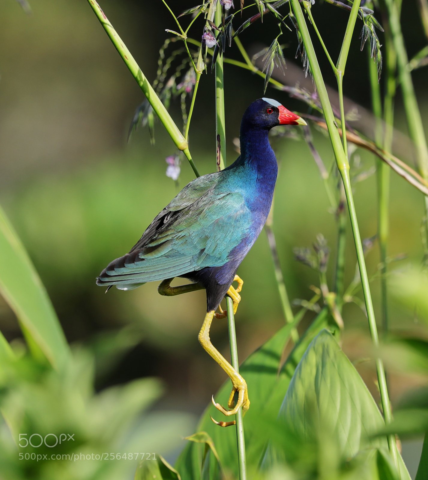 Canon EOS-1D X Mark II sample photo. 05-04-18-0015959.jpg photography