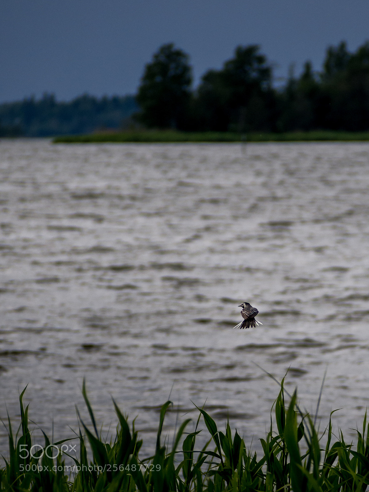 Olympus OM-D E-M5 sample photo. Bird photography