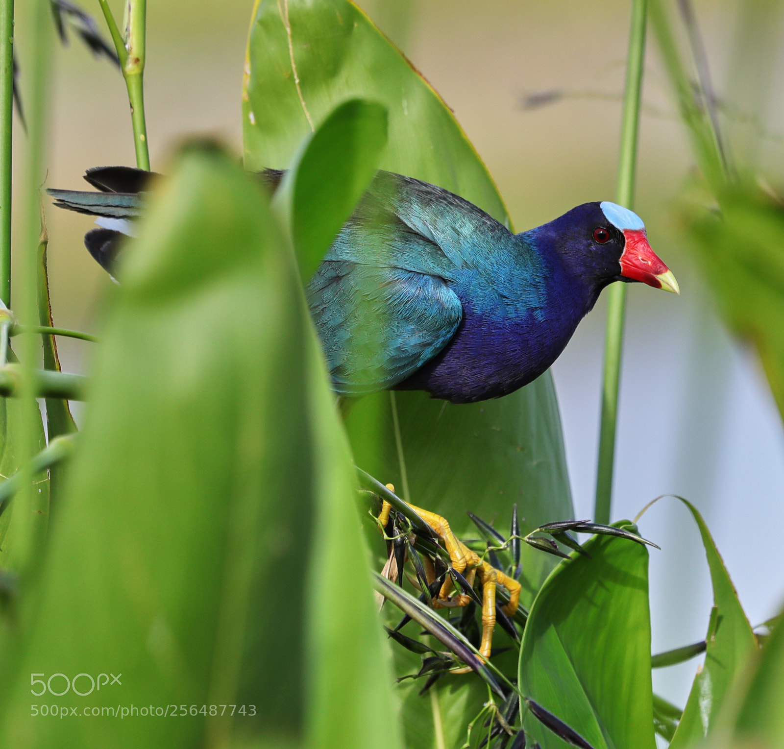 Canon EOS-1D X Mark II sample photo. 05-04-18-0015958.jpg photography