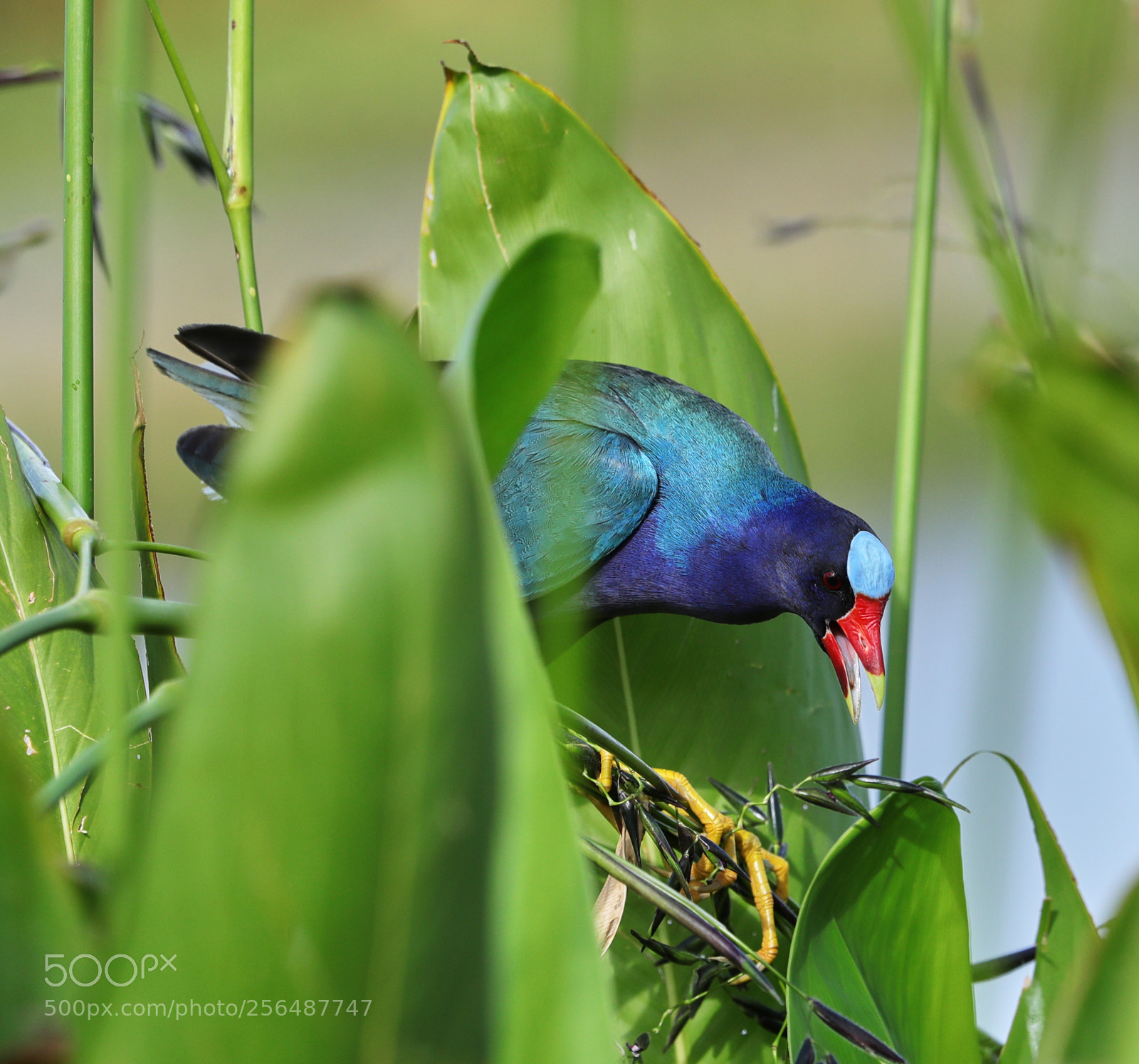 Canon EOS-1D X Mark II sample photo. 05-04-18-0015957.jpg photography
