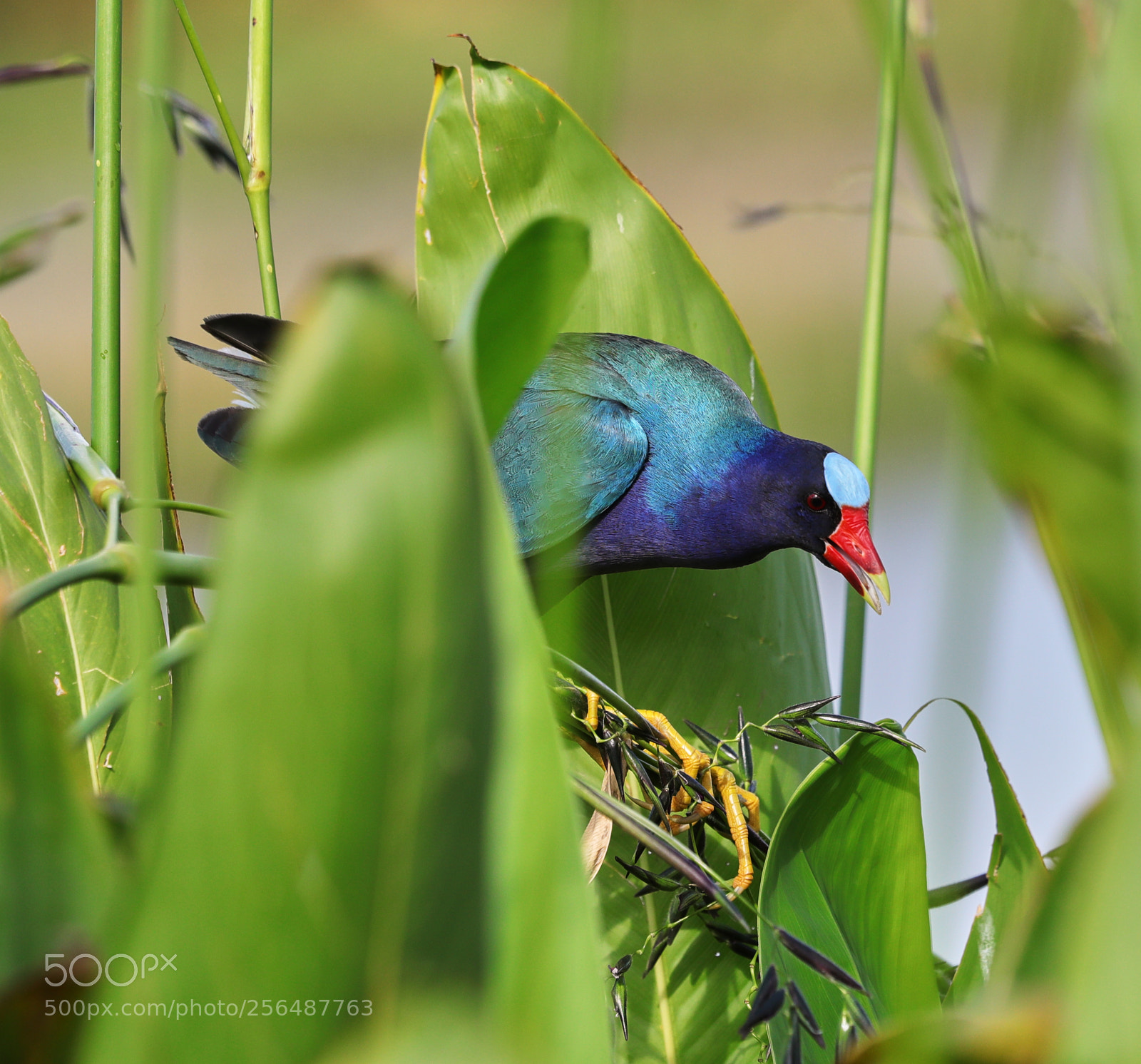 Canon EOS-1D X Mark II sample photo. 05-04-18-0015956.jpg photography