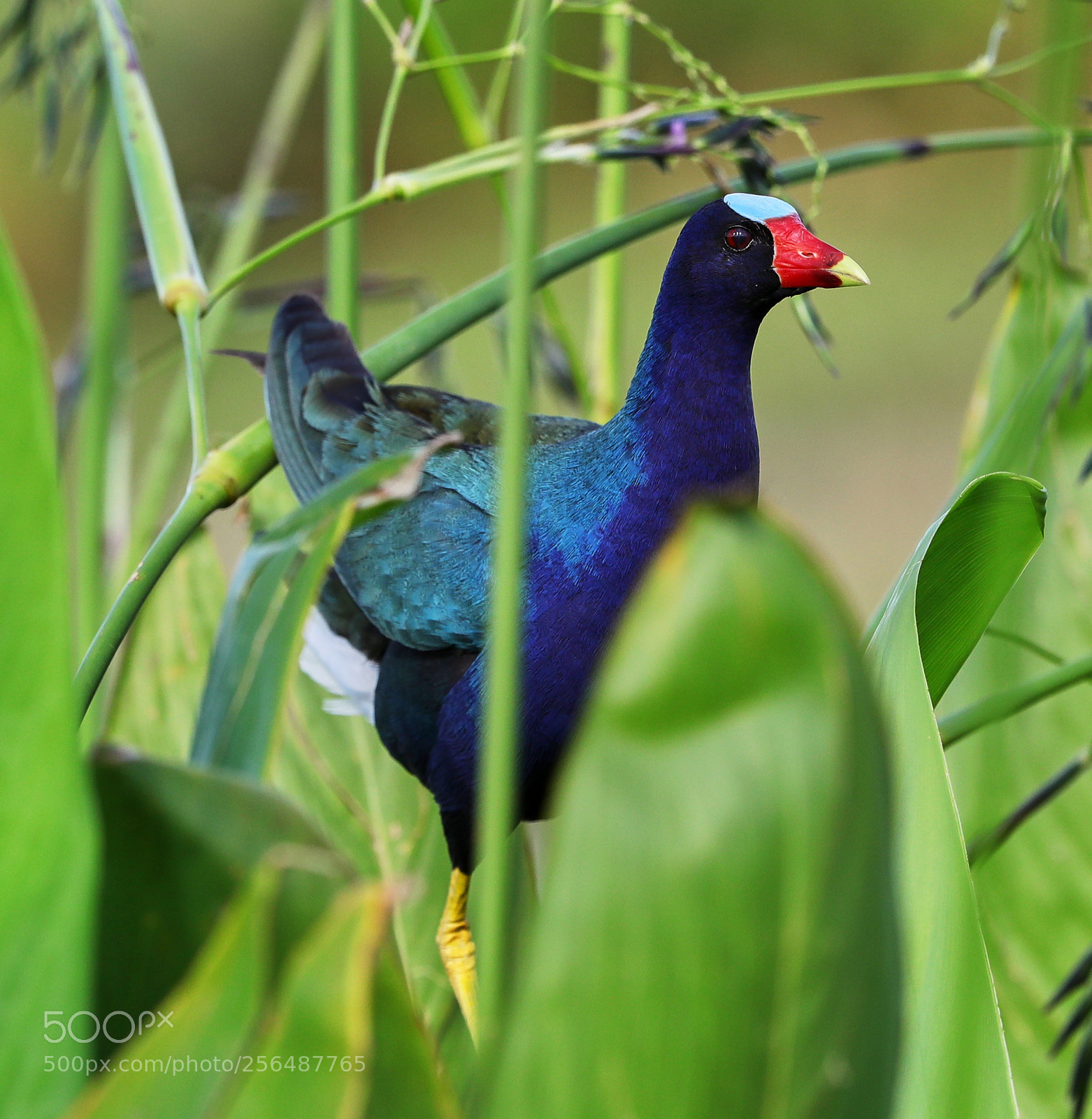 Canon EOS-1D X Mark II sample photo. 05-04-18-0015954.jpg photography