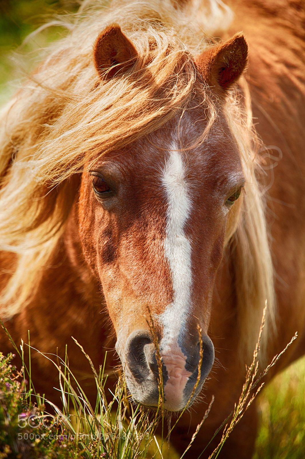 Canon EOS 5D Mark II sample photo. The horse photography