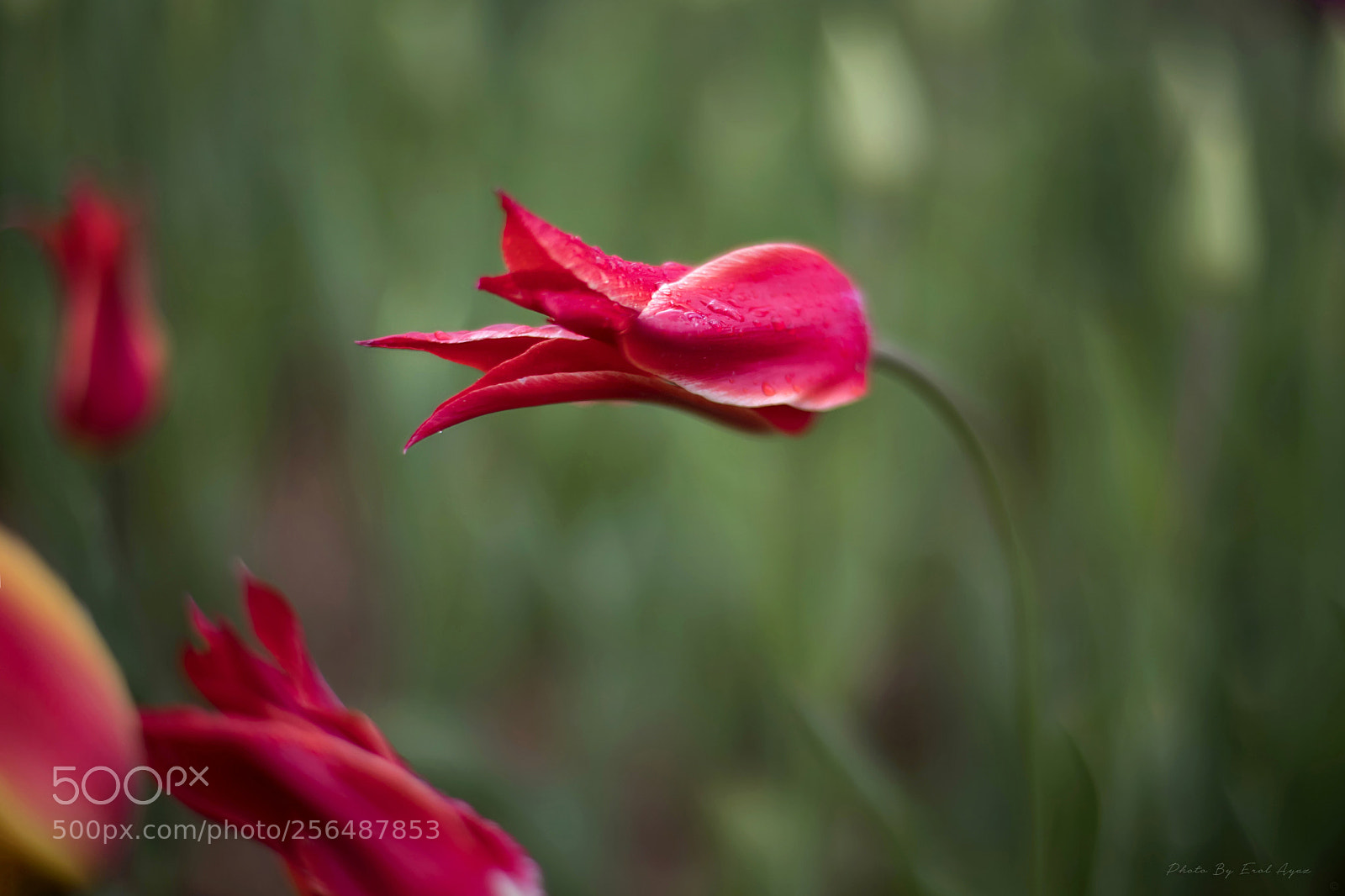 Canon EOS 6D Mark II sample photo. Concealed love “lâle” photography