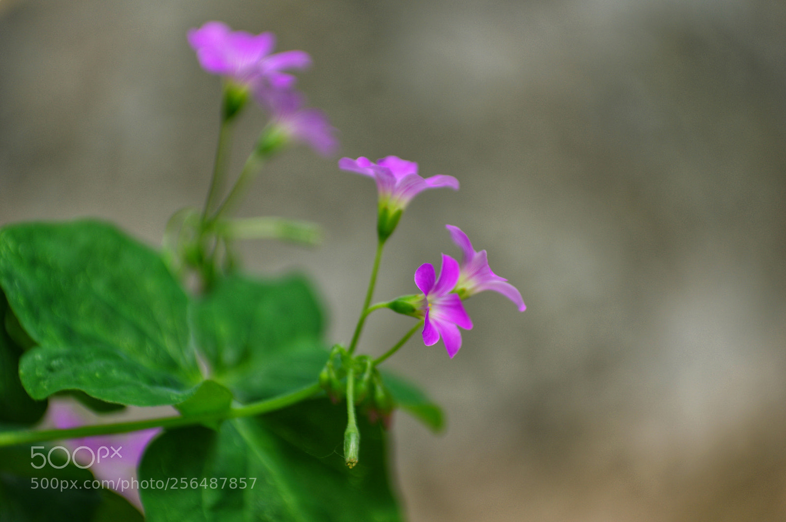 Pentax K-3 II sample photo. Untitled photography