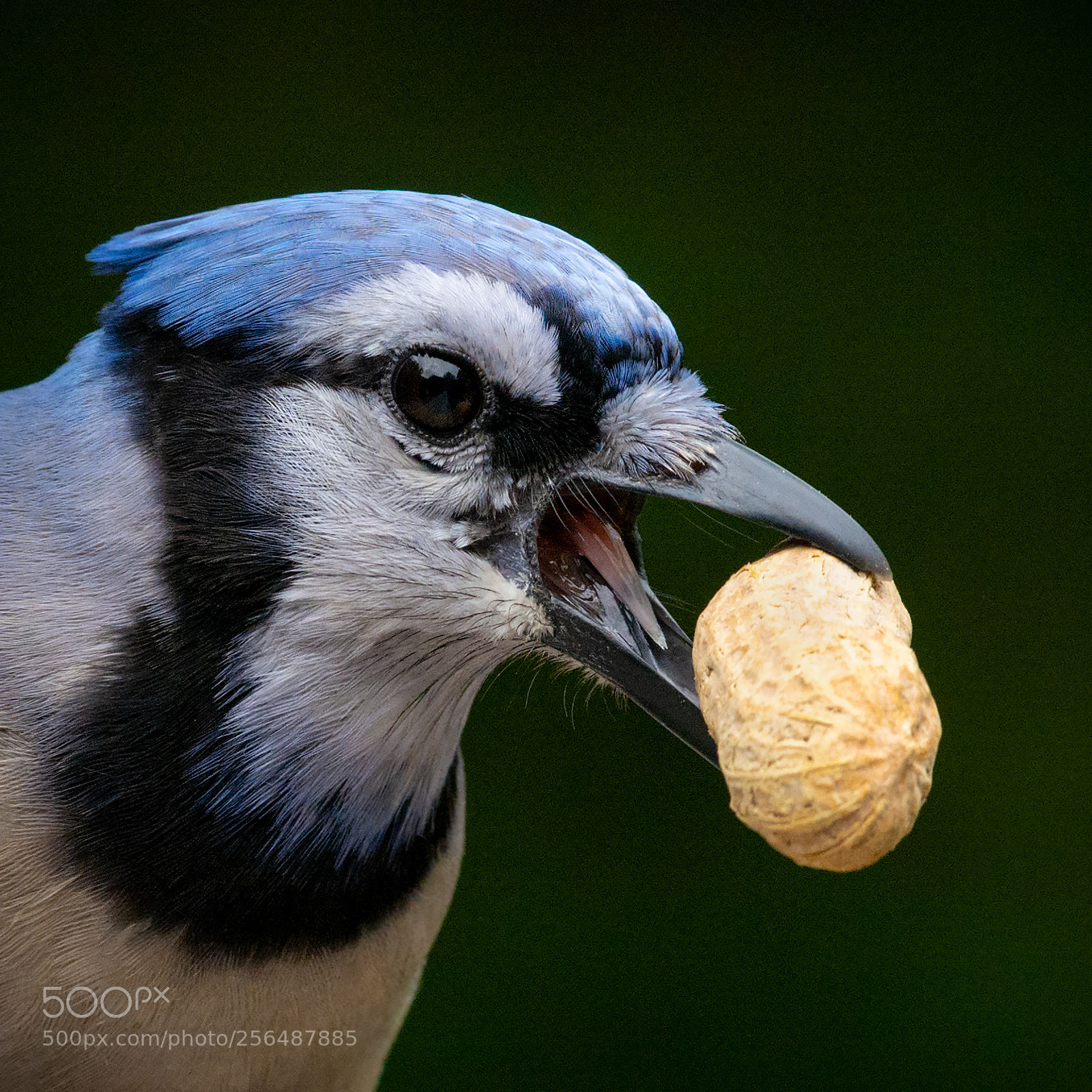 Nikon D7100 sample photo. Wanted: the peanut thief photography