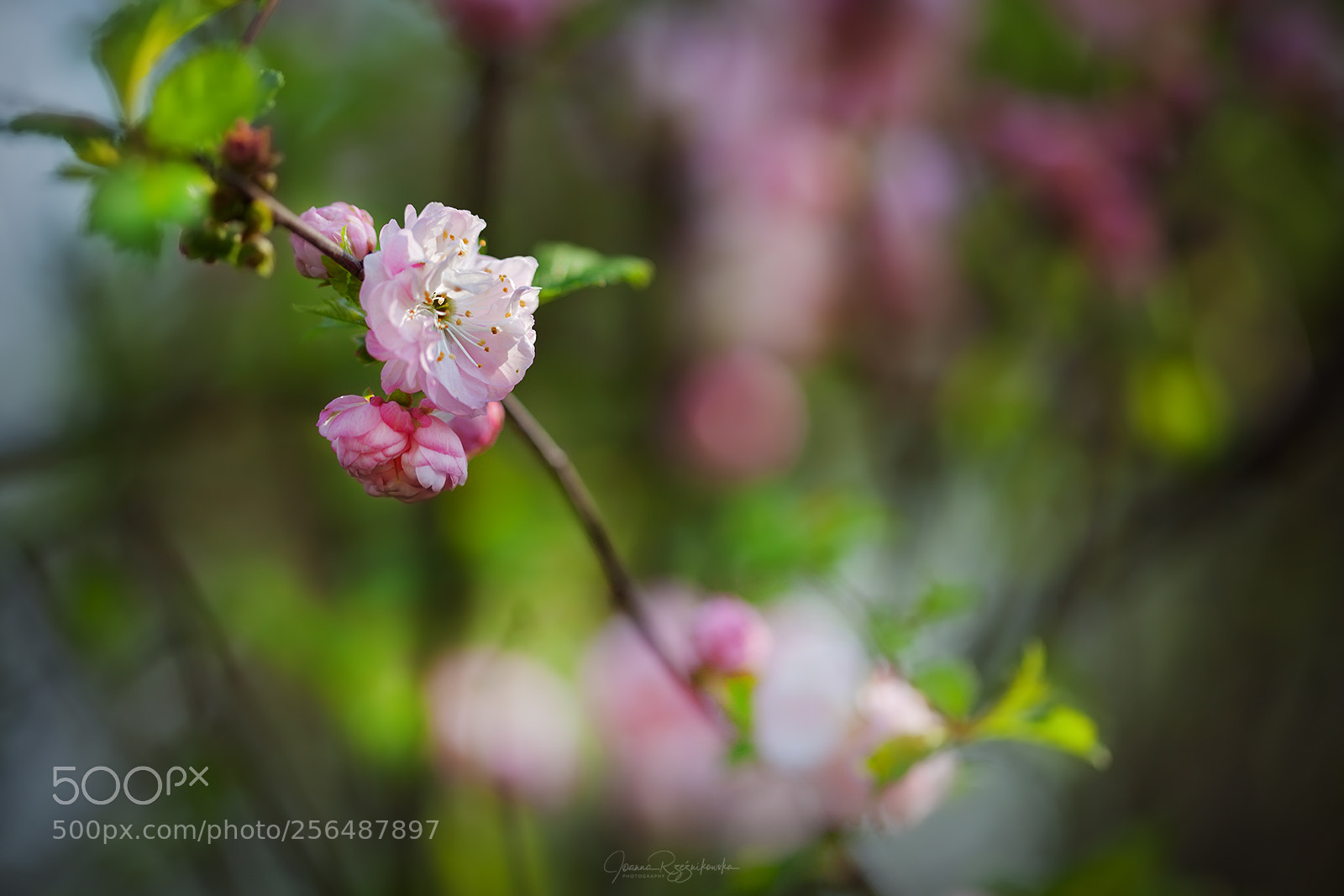 Canon EOS 5D Mark II sample photo. Tasting the spring photography