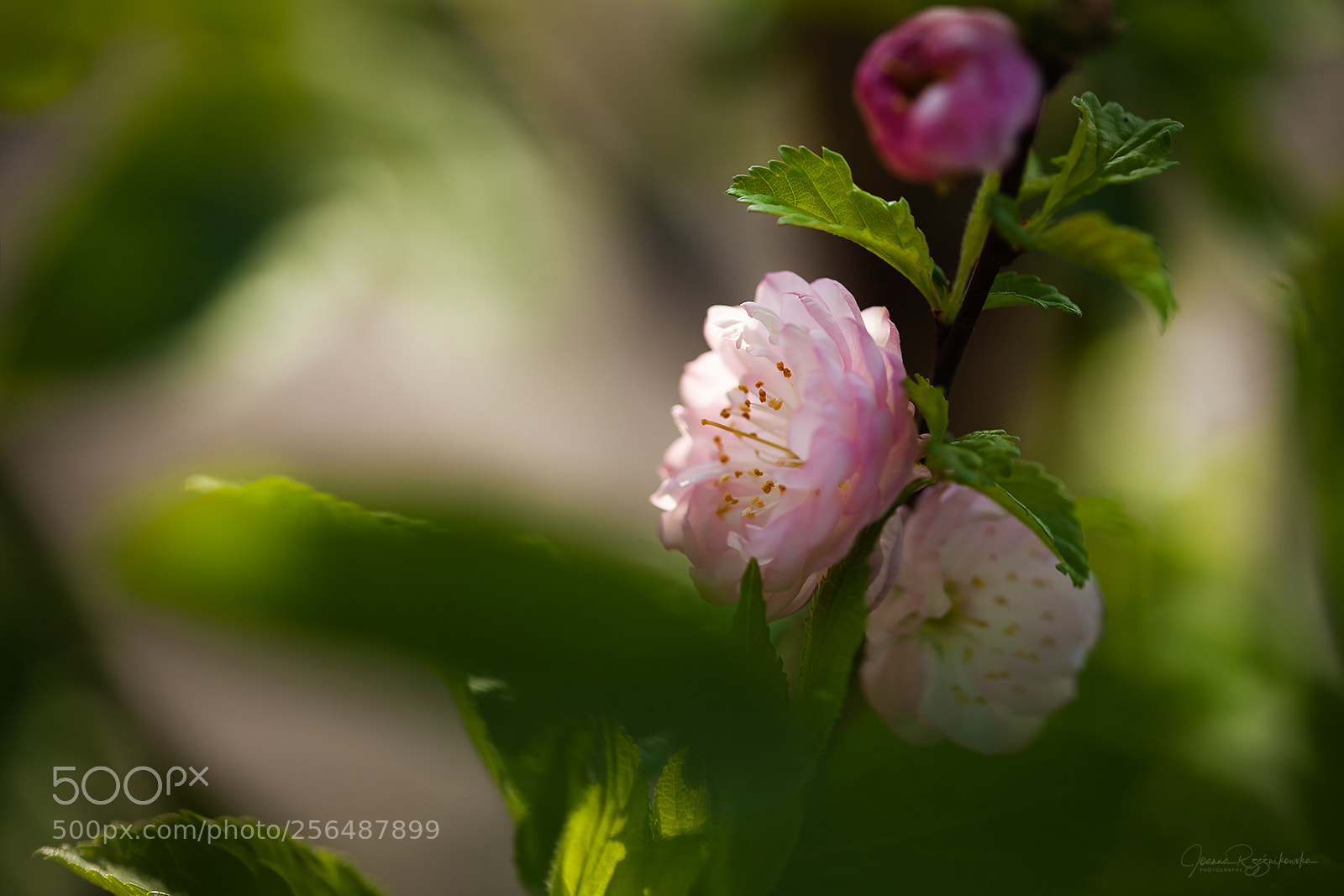 Canon EOS 5D Mark II sample photo. Tasting the spring photography
