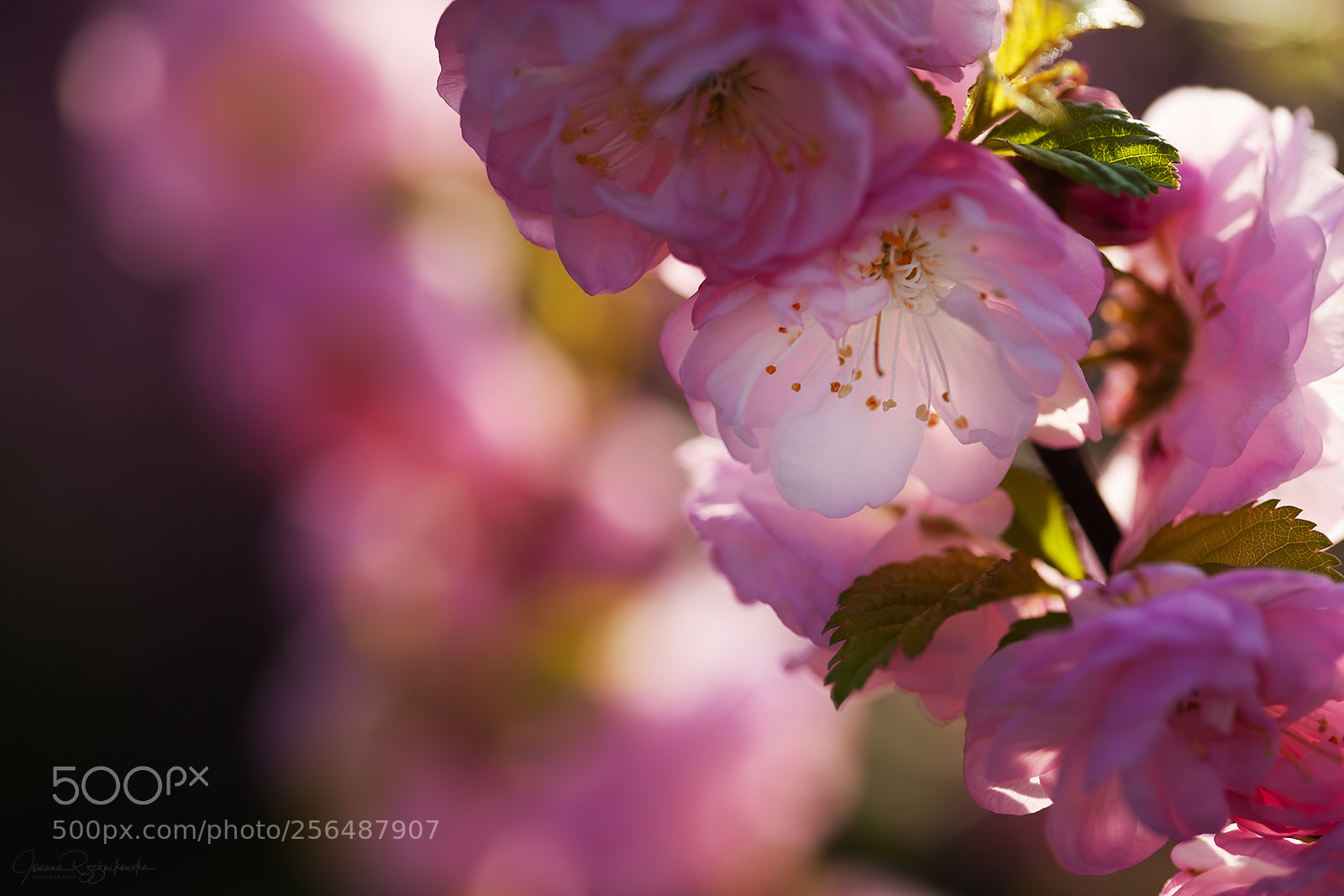 Canon EOS 5D Mark II sample photo. Tasting the spring photography