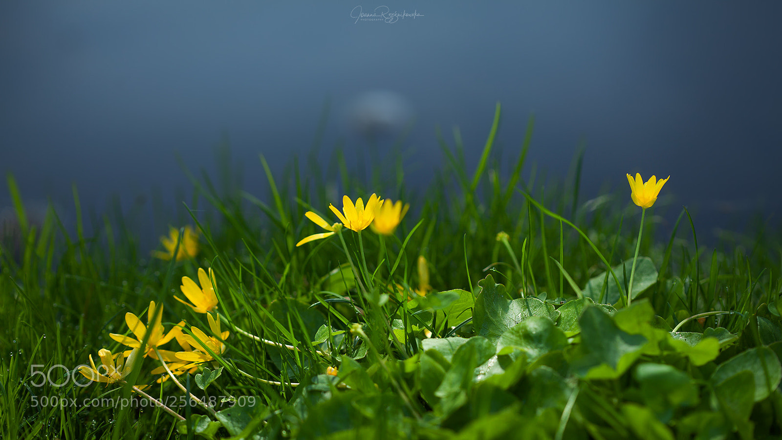 Canon EOS 5D Mark II sample photo. Tasting the spring photography