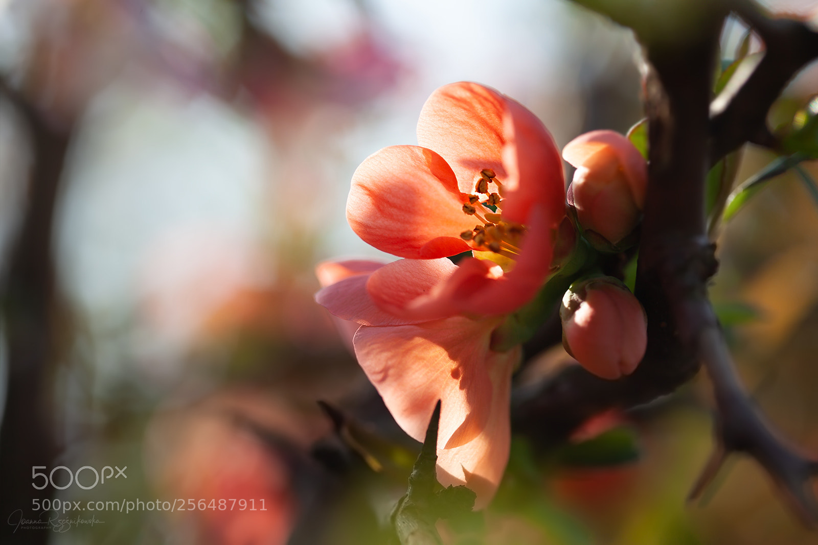 Canon EOS 5D Mark II sample photo. Tasting the spring photography