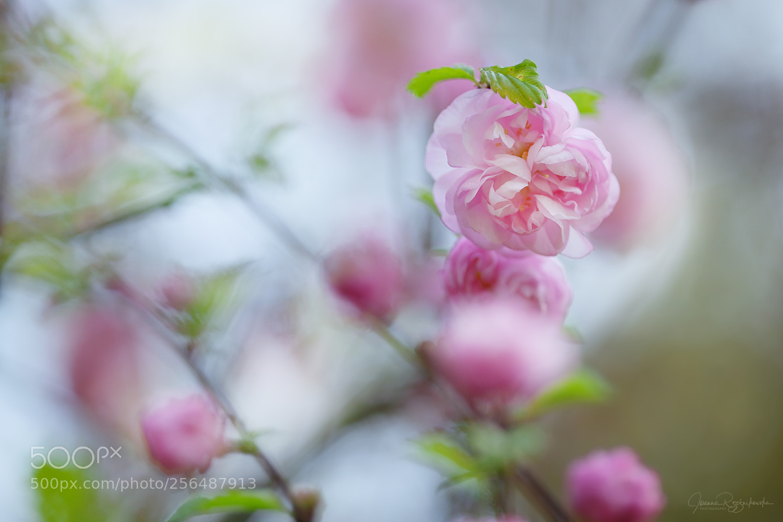 Canon EOS 5D Mark II sample photo. Tasting the spring photography