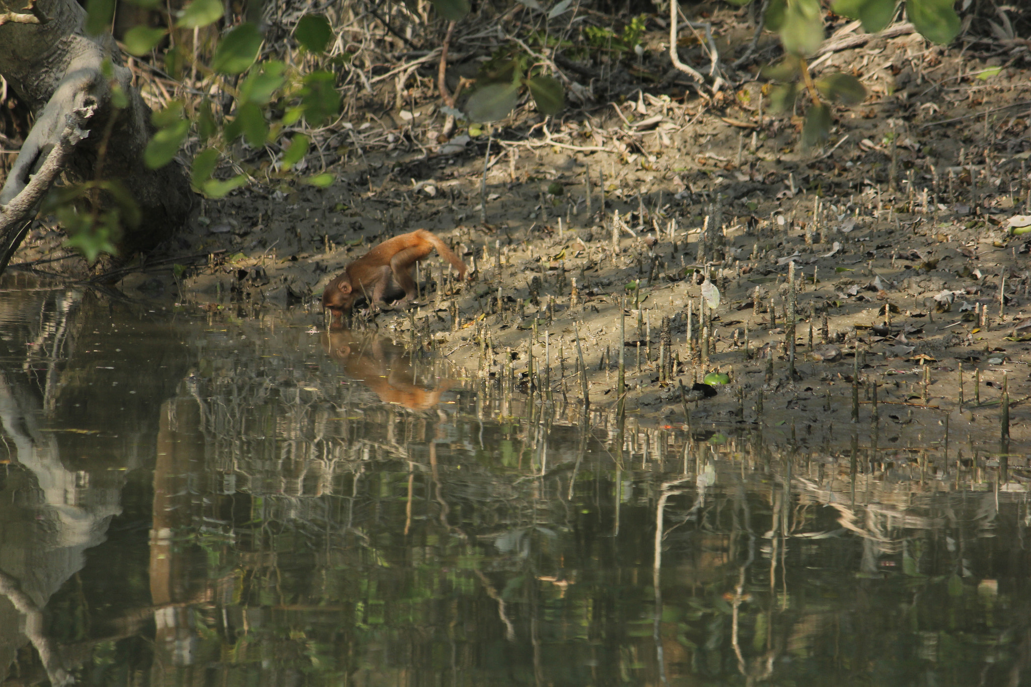 Canon EF-S 55-250mm F4-5.6 IS II sample photo. Monkey photography