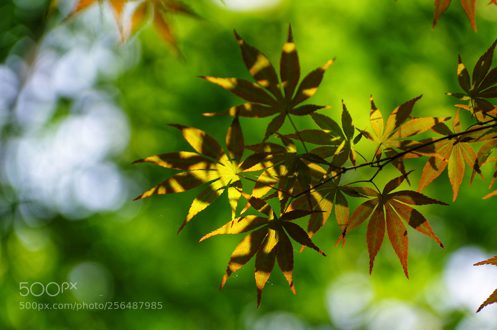 Pentax K-3 II sample photo. Untitled photography