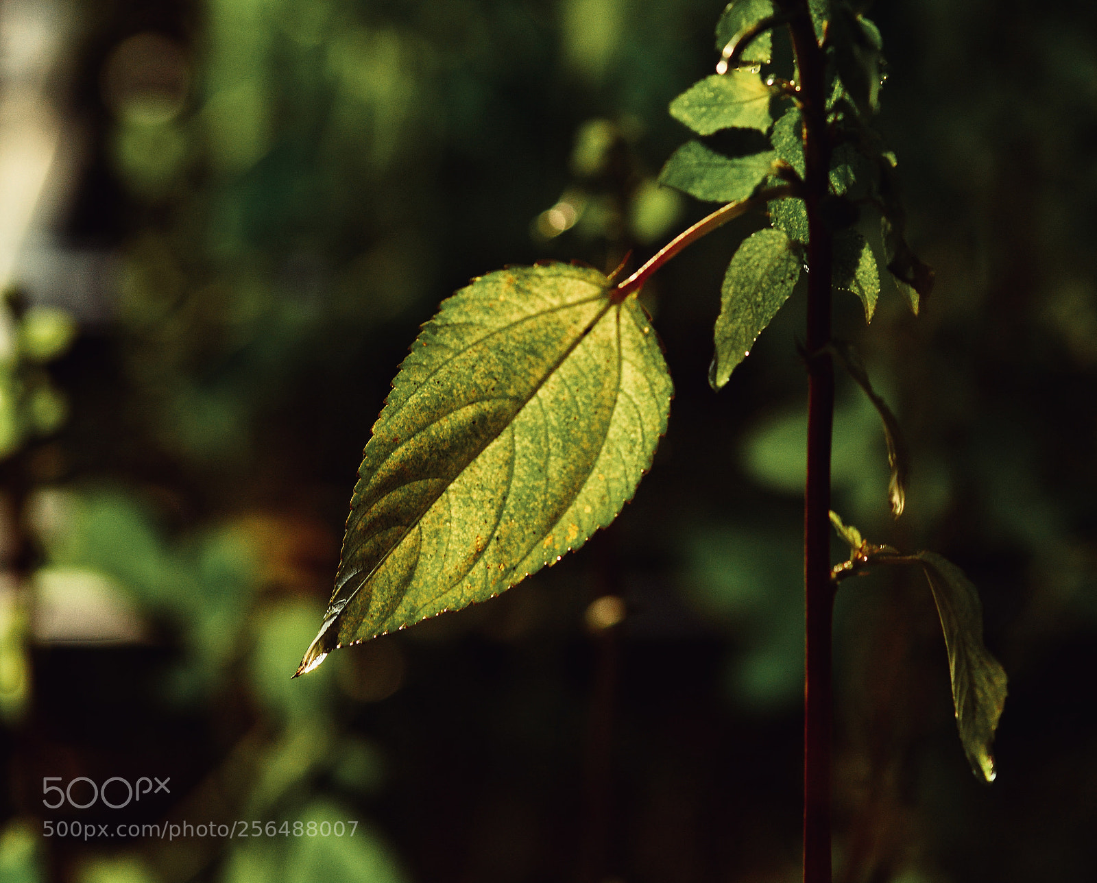 Nikon D7100 sample photo. Mnsc photography
