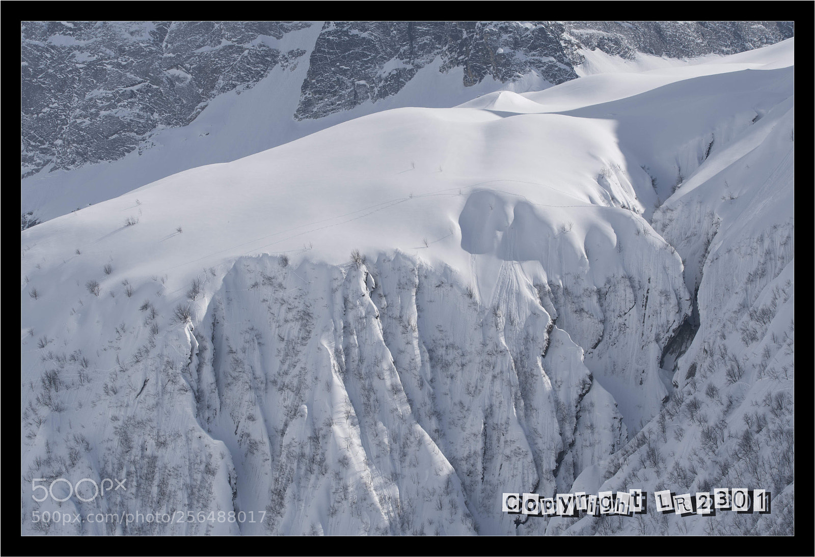 Nikon D500 sample photo. Chamois photography
