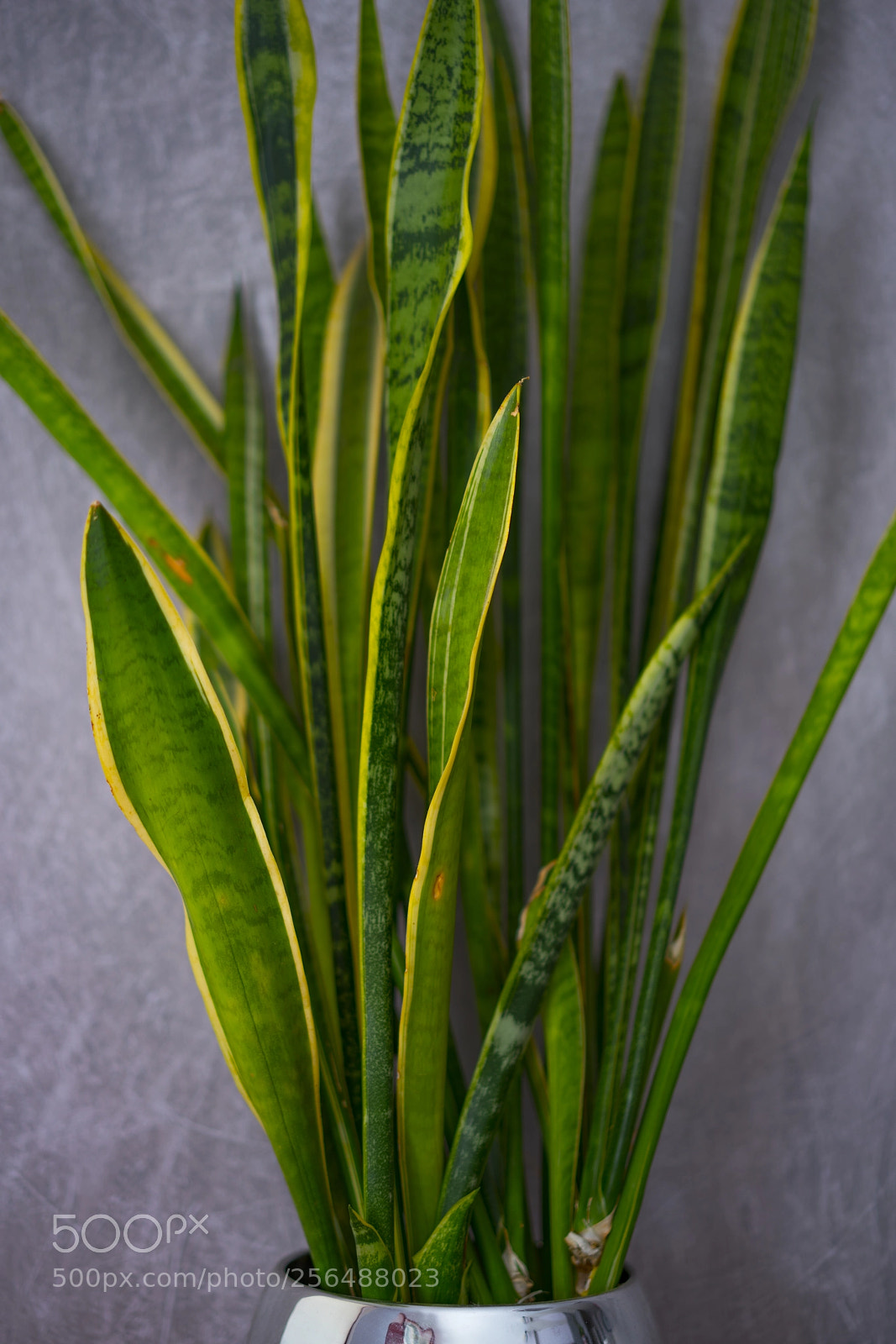 Sony a7R II sample photo. Flora photography