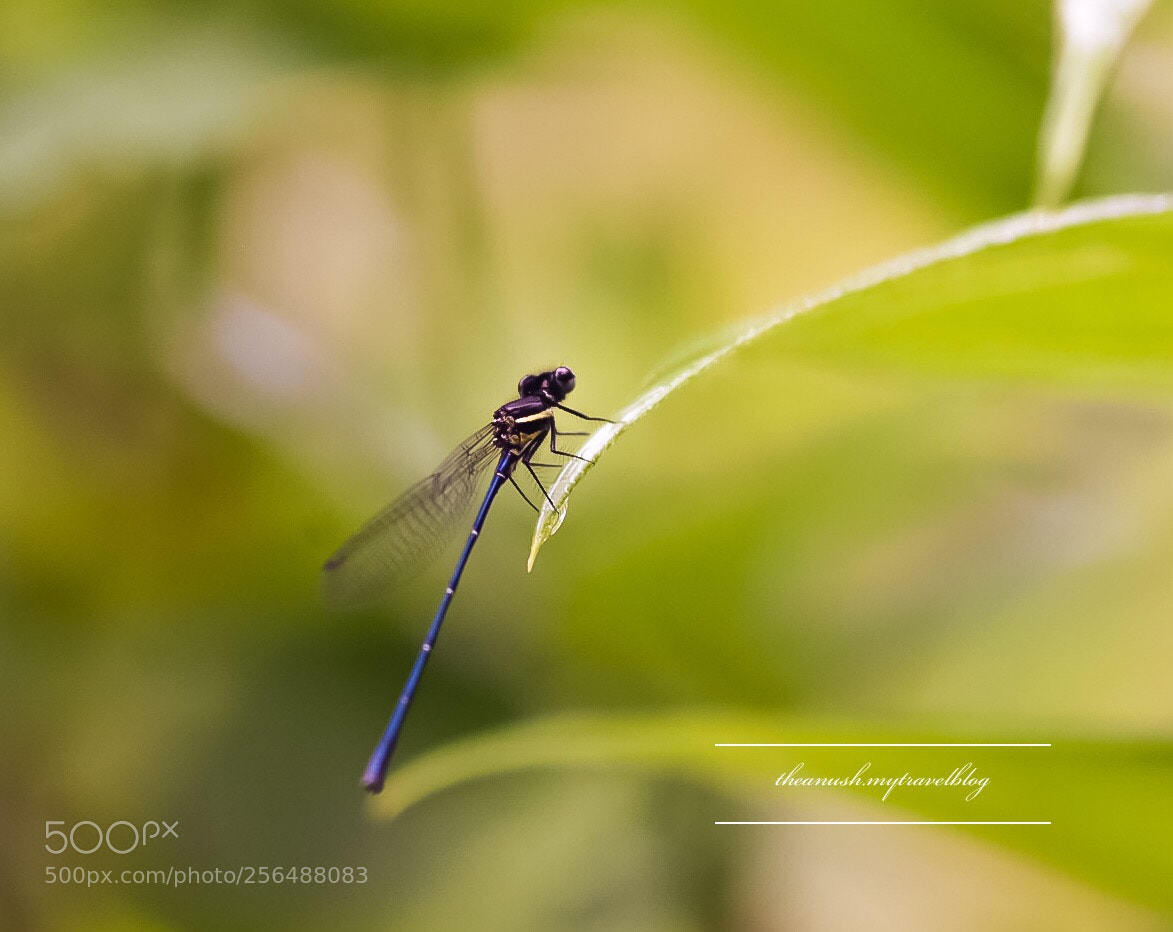 Nikon D7200 sample photo. Dragonfly  photography