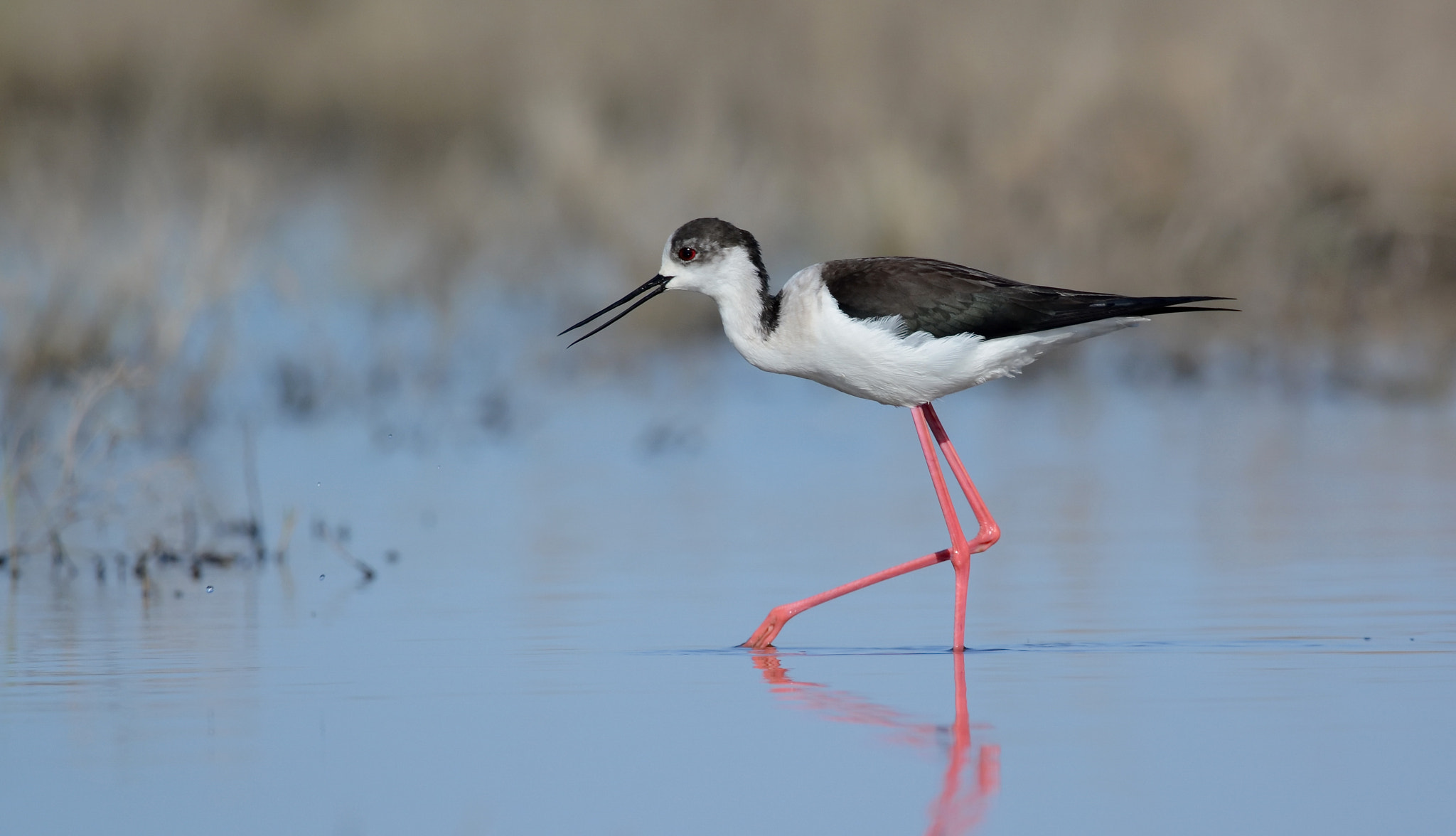 Sigma 150-600mm F5-6.3 DG OS HSM | C sample photo. Black-winged stilt (ходулочник) photography
