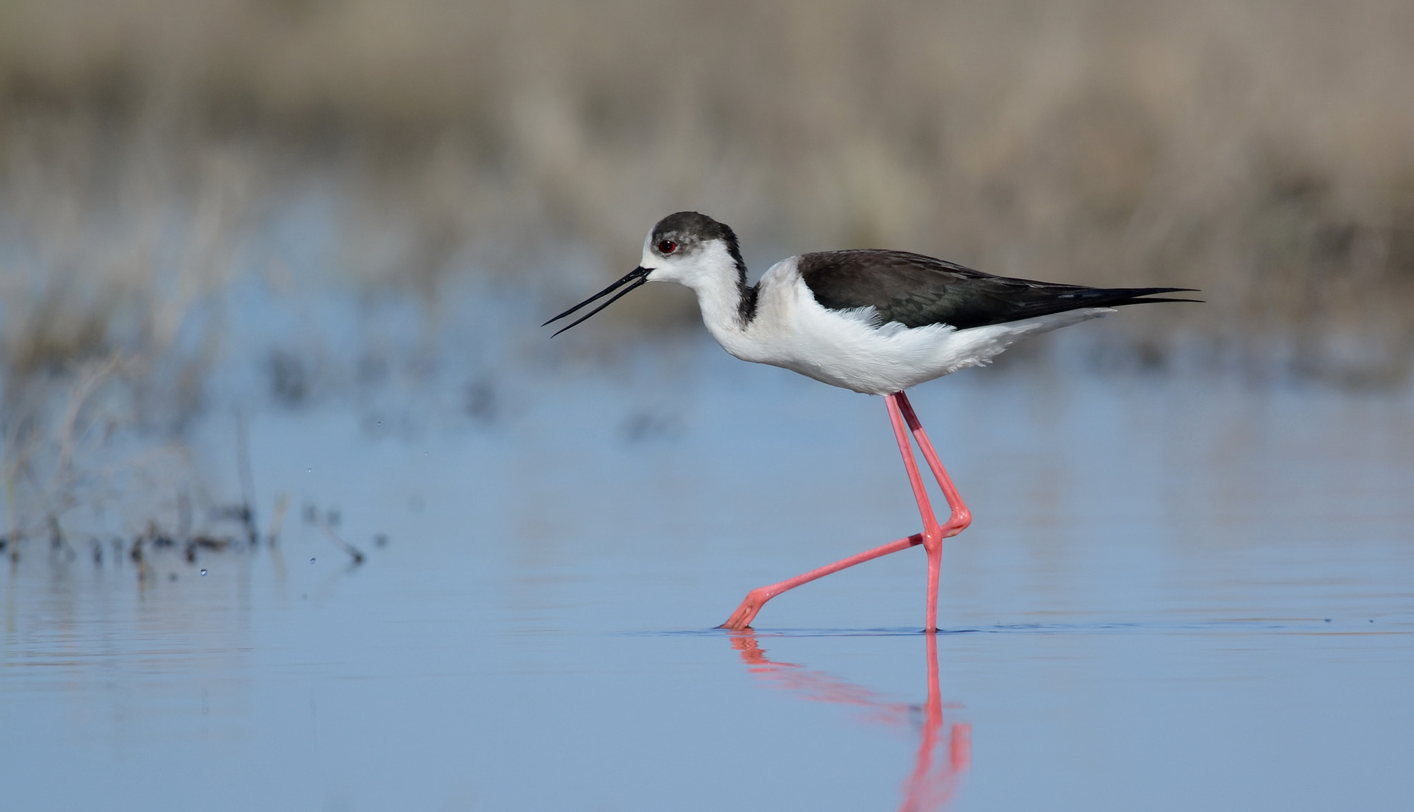 Nikon D7100 + Sigma 150-600mm F5-6.3 DG OS HSM | C sample photo. Black-winged stilt (ходулочник) photography