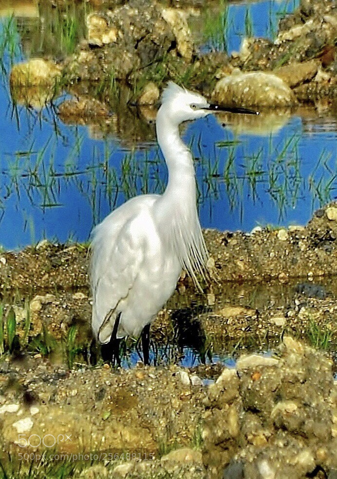 Nikon D7000 sample photo. White heron 2 photography
