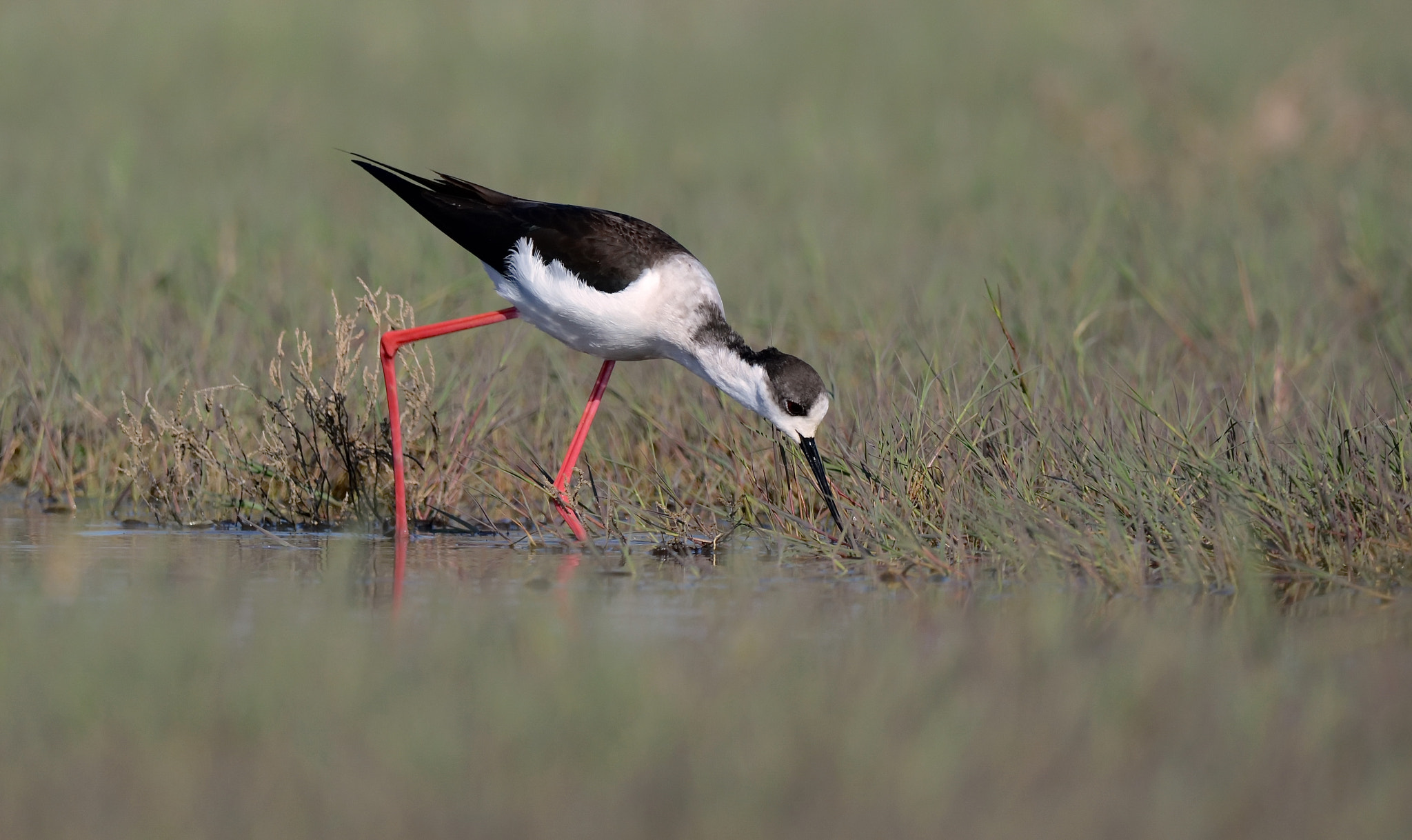 Nikon D7100 + Sigma 150-600mm F5-6.3 DG OS HSM | C sample photo. Ходулочник.( black-winged stilt ) photography