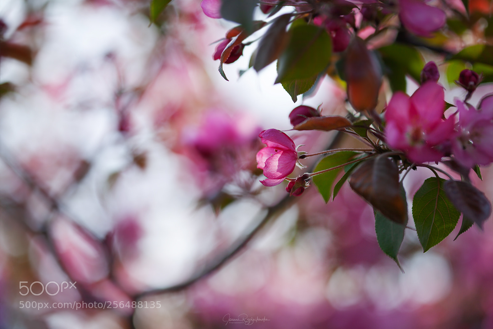 Canon EOS 5D Mark II sample photo. Tasting the spring photography
