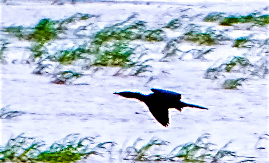 Sony Cyber-shot DSC-HX400V sample photo. Cranes in action photography