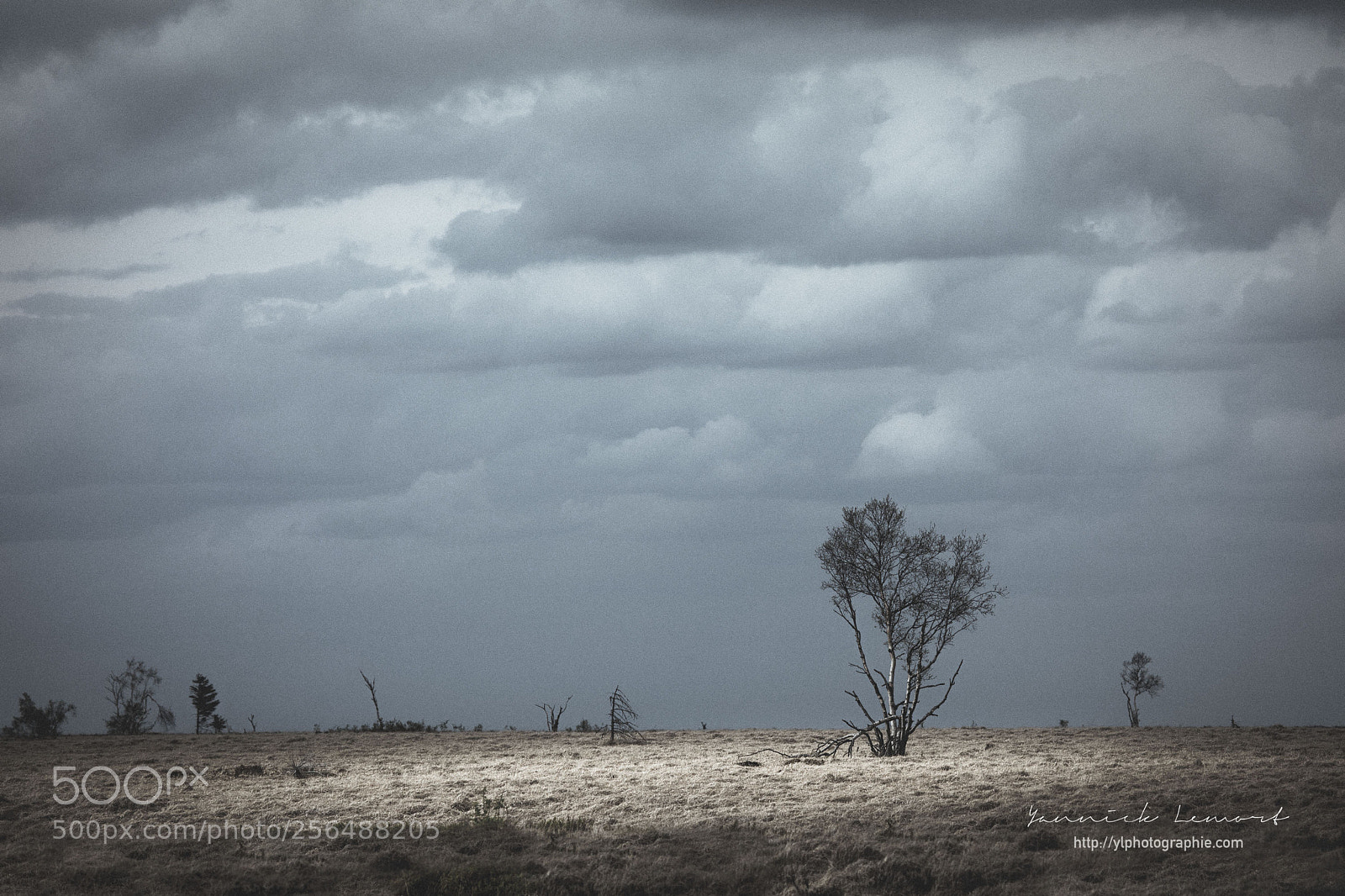 Canon EOS 5D Mark IV sample photo. The ghost trees photography