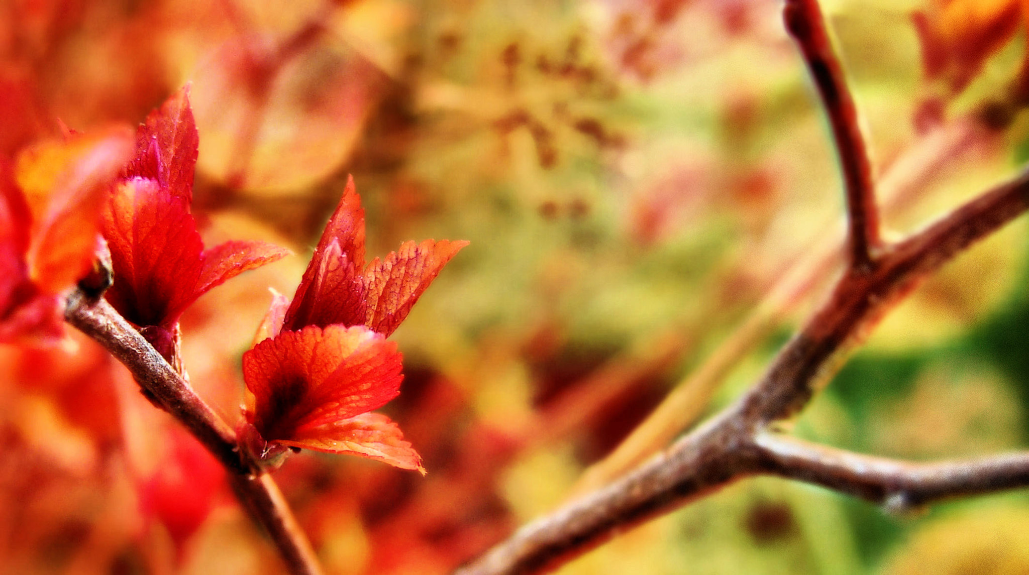 Sony DSC-H3 sample photo. Soft flames photography