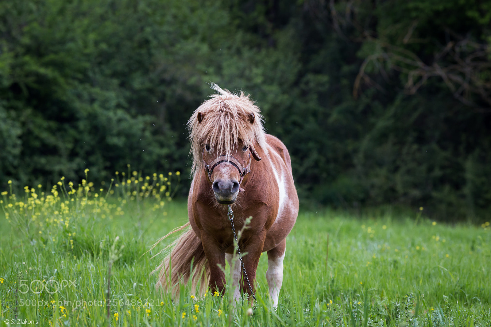 Canon EOS 6D sample photo. Pony photography