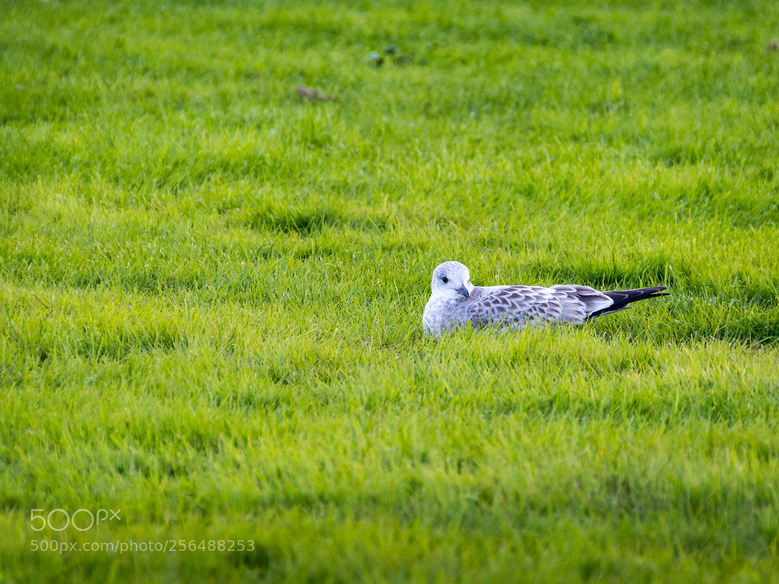 Nikon D3200 sample photo. Baby seagull photography