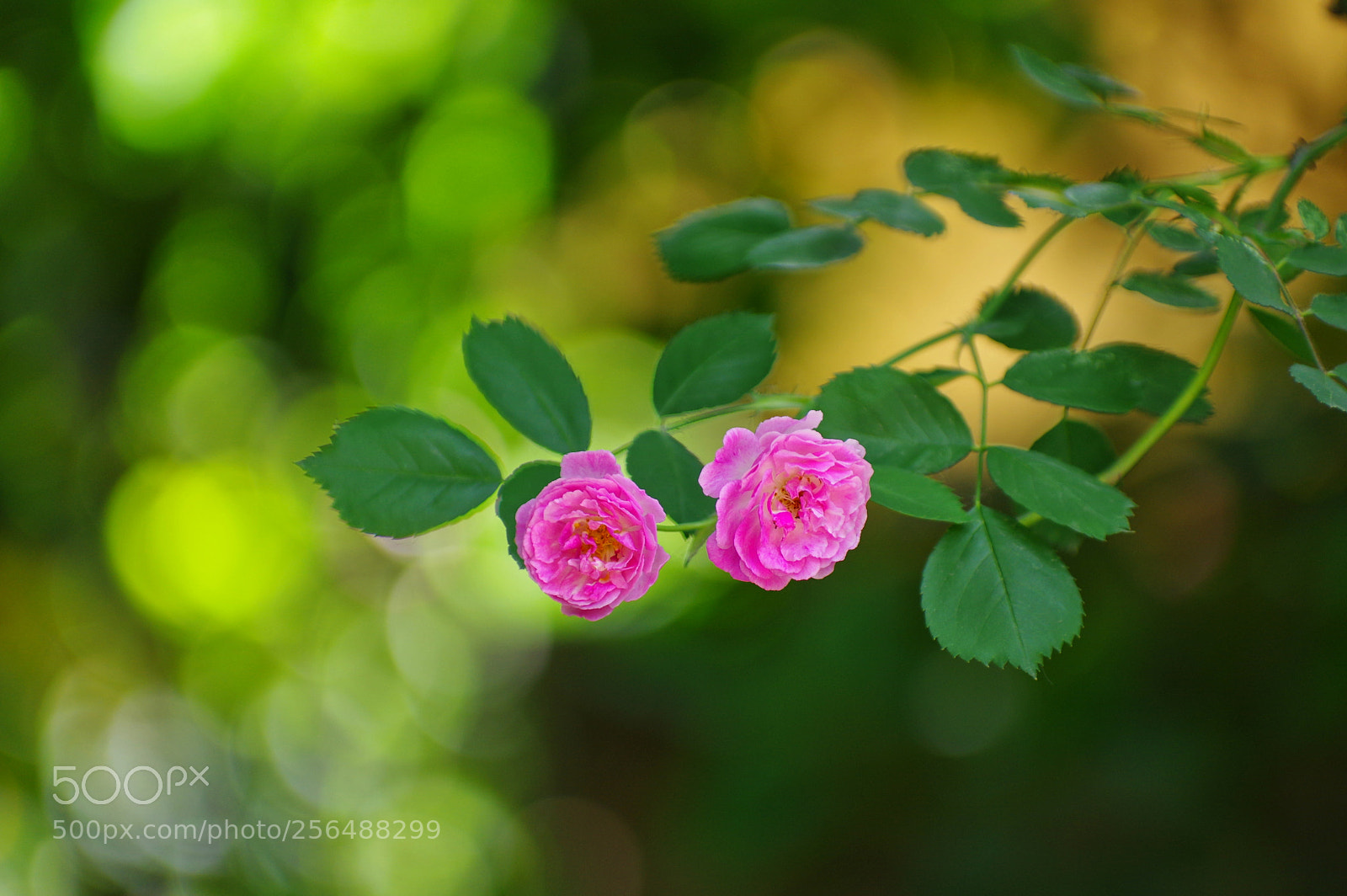 Pentax K-3 II sample photo. Untitled photography