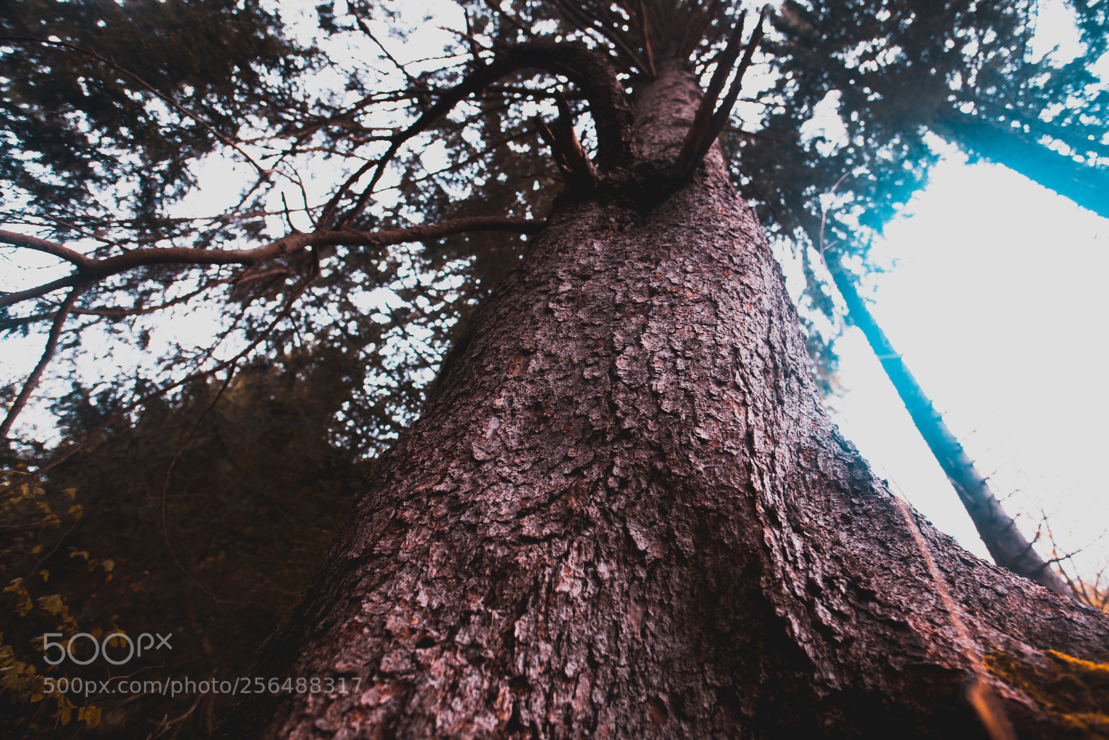 Nikon D600 sample photo. Pine photography