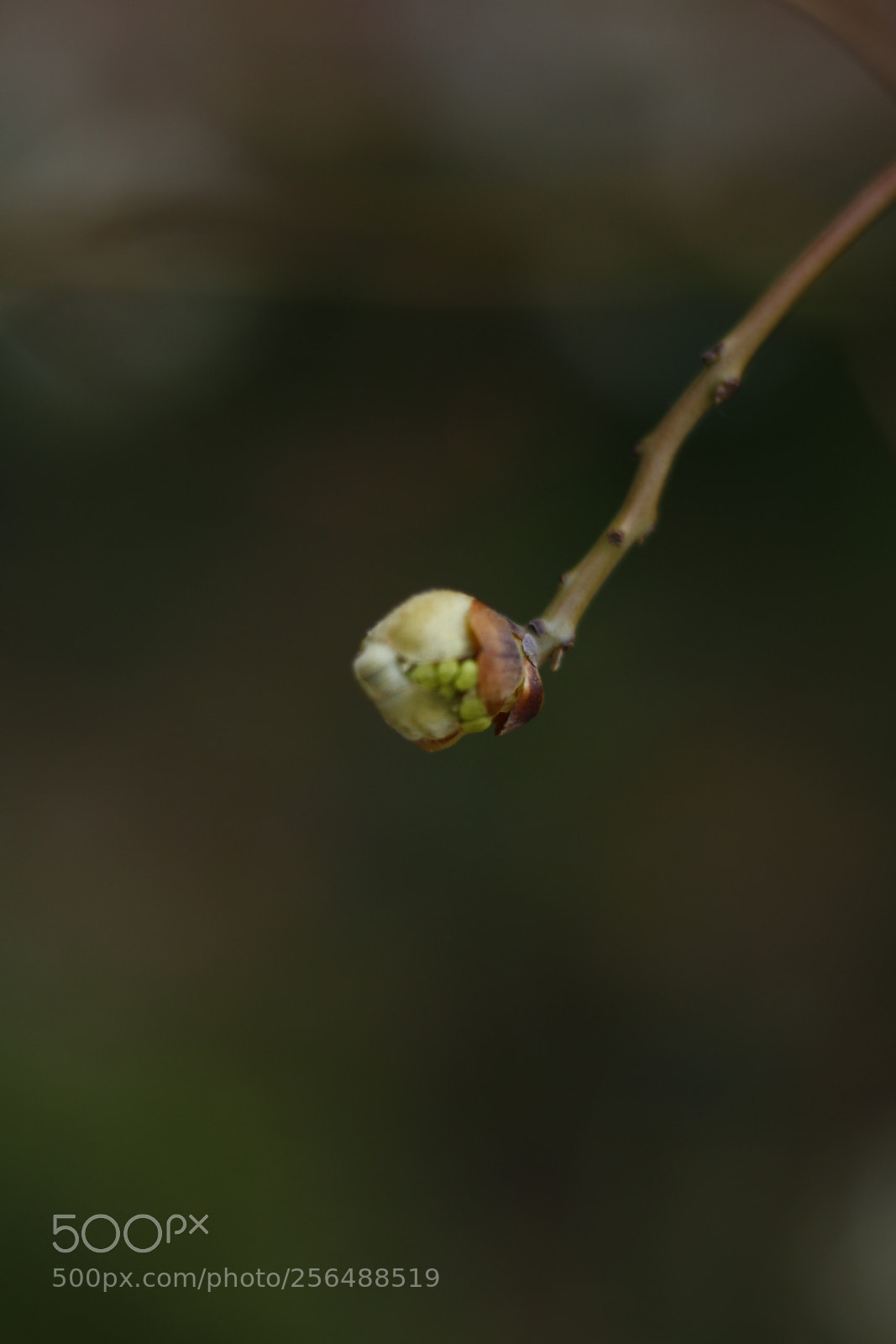 Canon EOS 70D + Canon EF 50mm F1.8 STM sample photo. Mg photography
