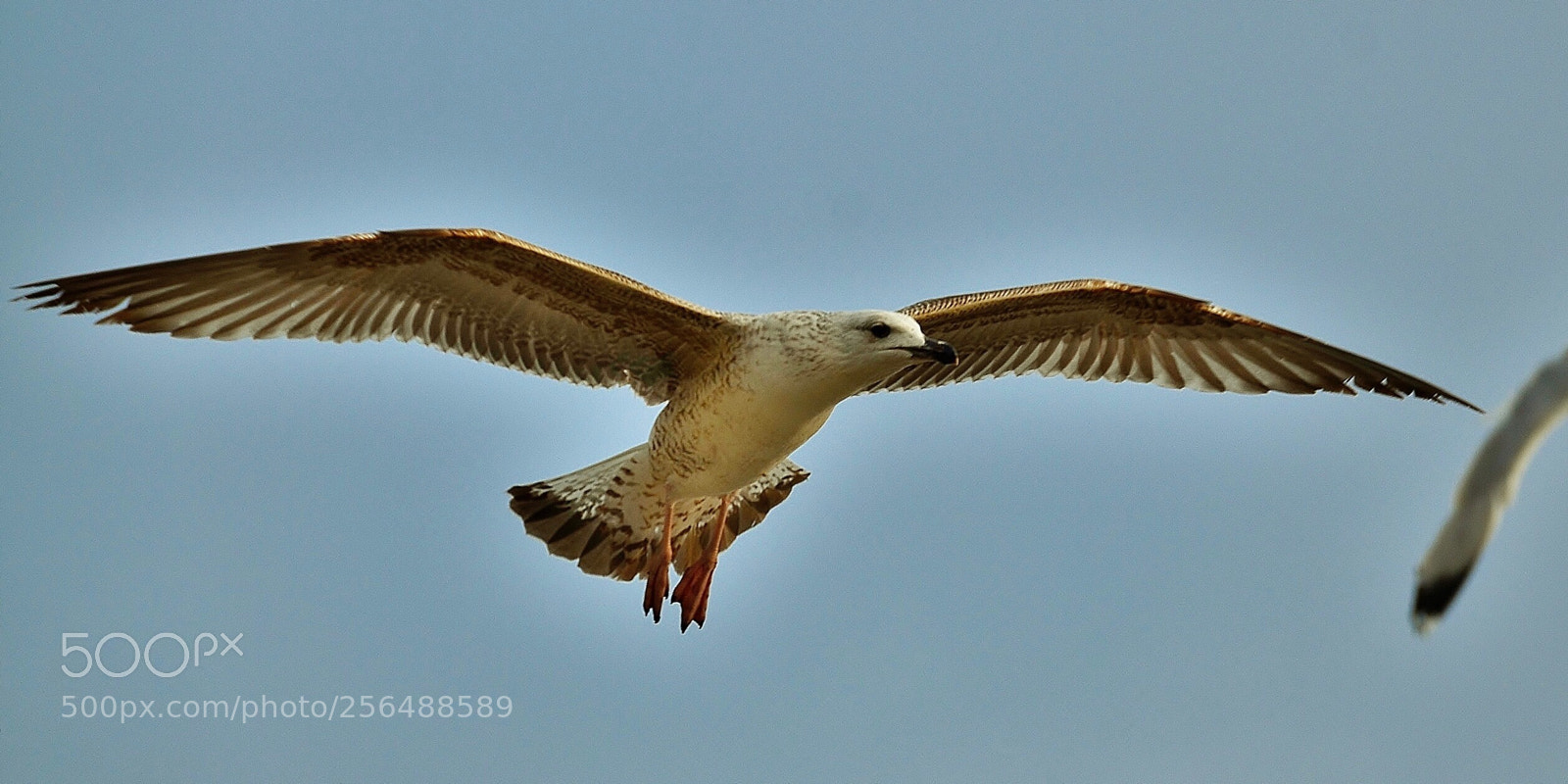 Nikon D7000 sample photo. Seagull  photography