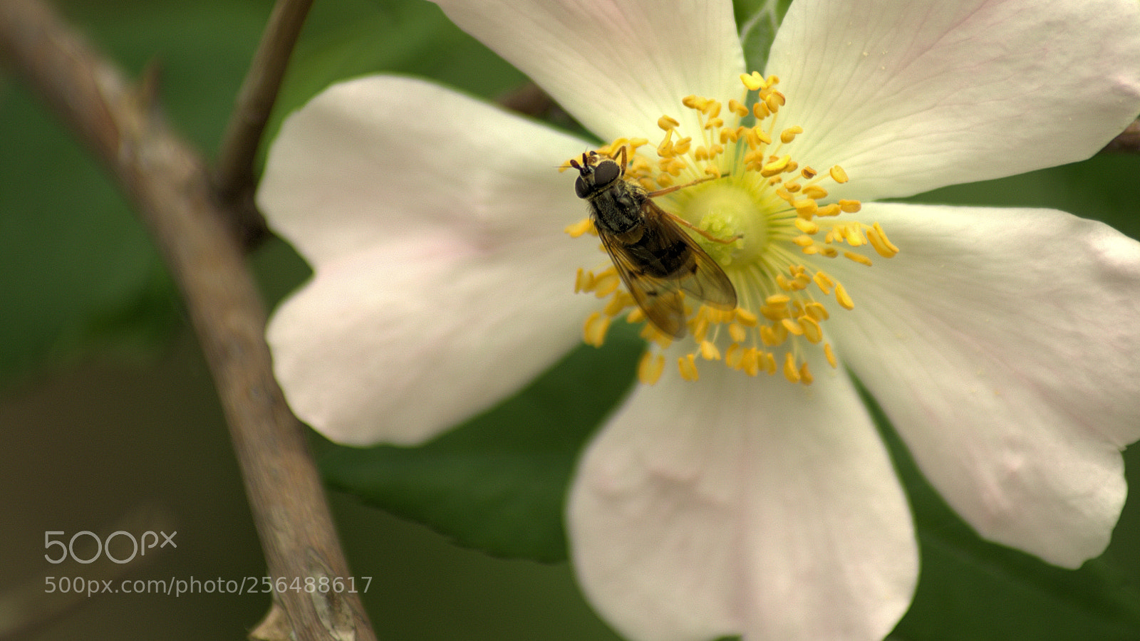 Pentax K-5 sample photo. Alighted photography