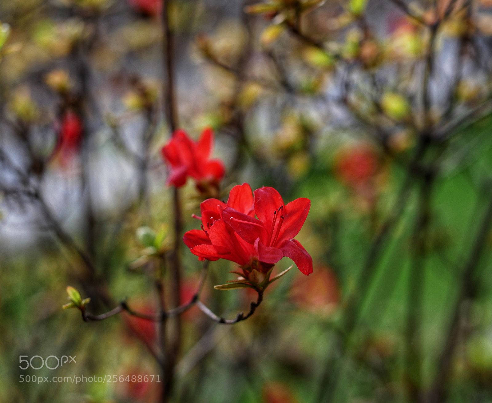 Panasonic Lumix DMC-GX85 (Lumix DMC-GX80 / Lumix DMC-GX7 Mark II) sample photo. ??... photography