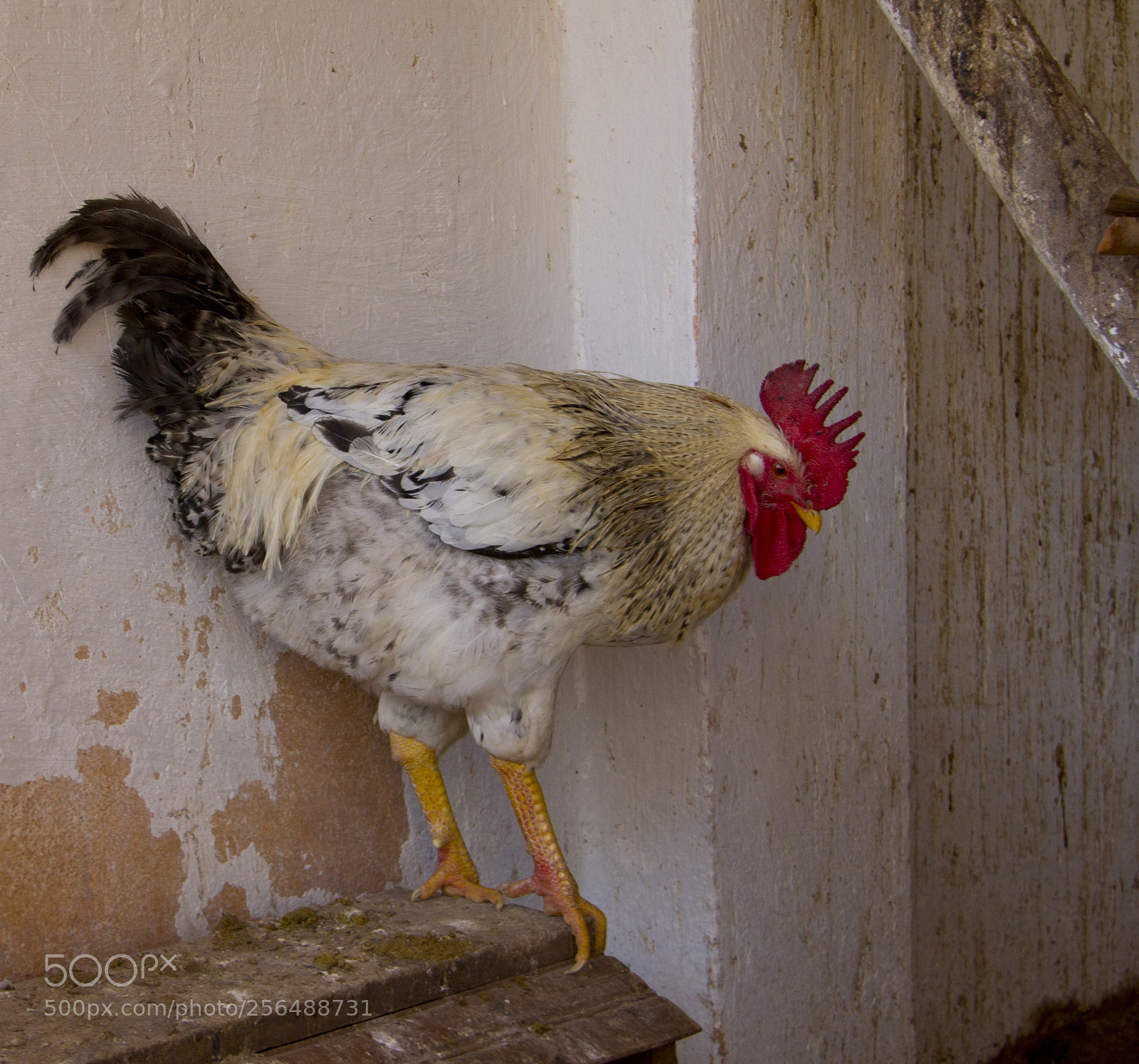 Canon EOS 60D sample photo. Galo photography