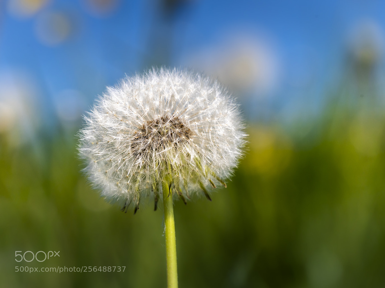 Panasonic Lumix DMC-GX8 sample photo. Spring flower photography