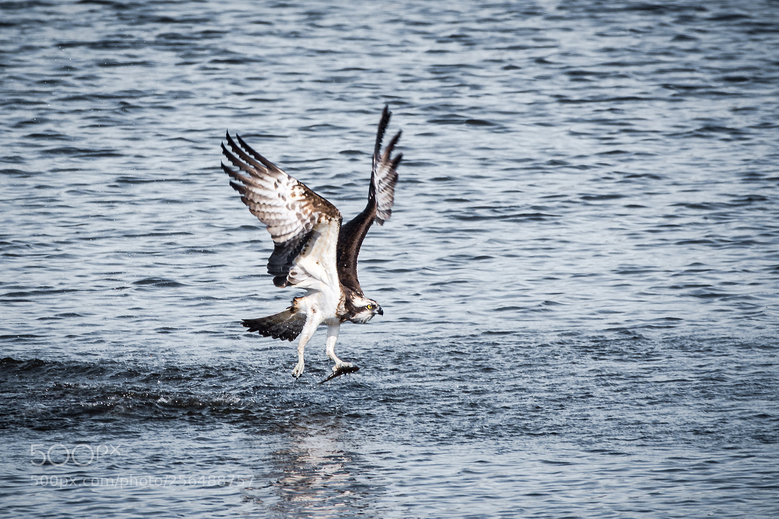 Nikon D7200 sample photo. Fischadler photography